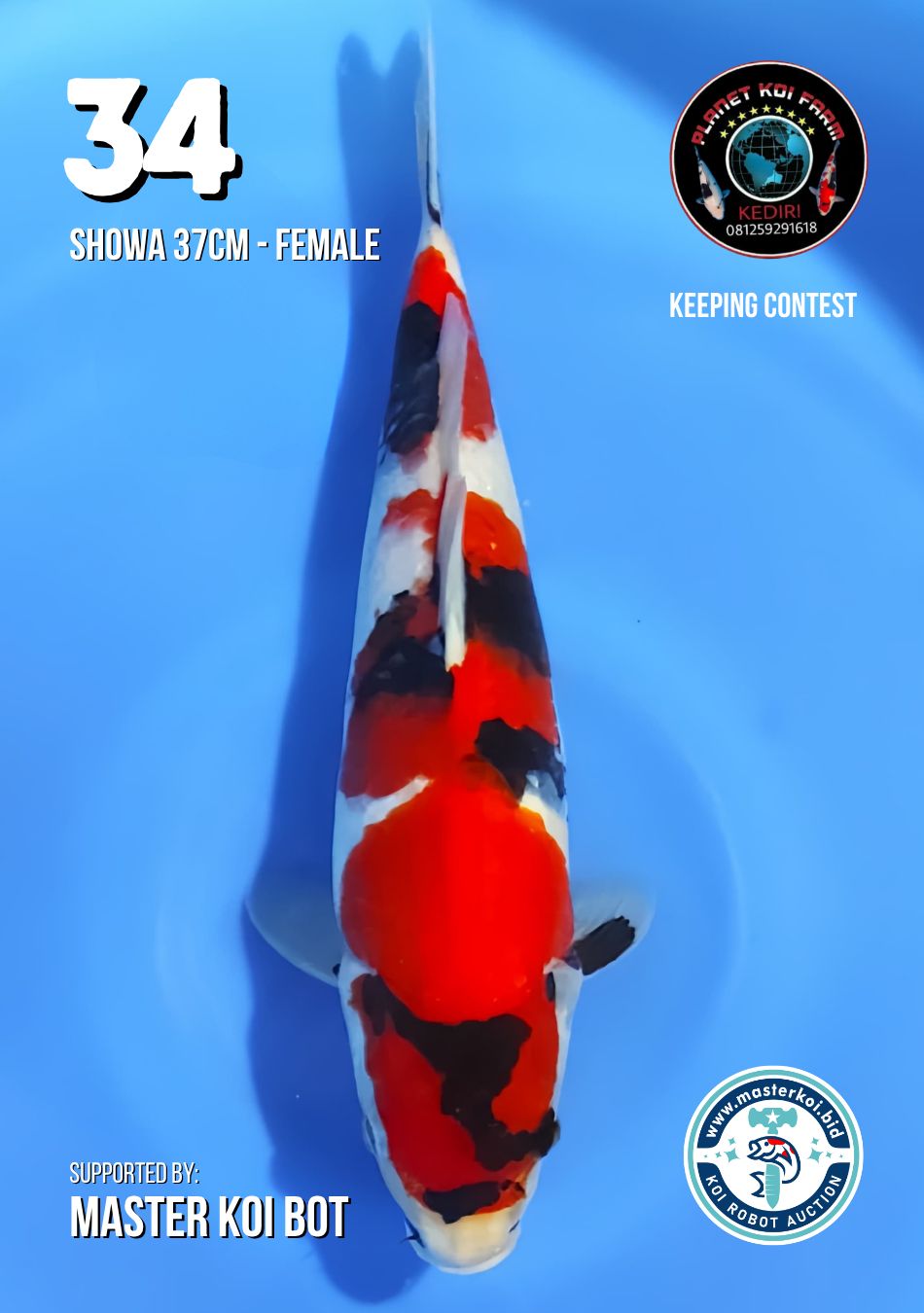 Lelang Koi Online, Jual Beli Ikan Koi, Pusat Jual Beli Koi, Info Lelang Koi Hari Ini, Platform Jual Beli Koi, Jual Beli Ikan Koi Online, Marketplace Ikan Koi, Jual Koi Terbaik, Tempat Beli Koi Berkualitas, Pasar Ikan Koi Online Terpercaya, Penjual Ikan Koi Terpercaya, Beli Koi Hias Online, Ikan Koi untuk Dijual, Koi Kualitas Terbaik, Toko Online Ikan Koi, Koi Hias Untuk Dijual, Jual Beli Ikan Koi Lokal, Koi Indonesia Online, Pusat Jual Beli Koi Terbesar