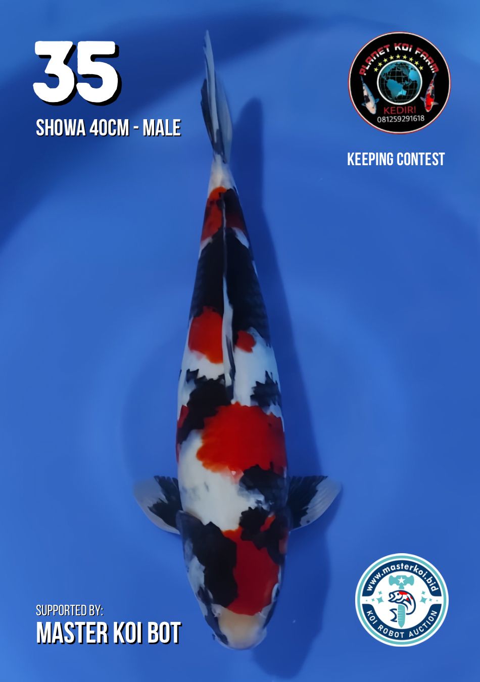 Lelang Koi Online, Jual Beli Ikan Koi, Pusat Jual Beli Koi, Info Lelang Koi Hari Ini, Platform Jual Beli Koi, Jual Beli Ikan Koi Online, Marketplace Ikan Koi, Jual Koi Terbaik, Tempat Beli Koi Berkualitas, Pasar Ikan Koi Online Terpercaya, Penjual Ikan Koi Terpercaya, Beli Koi Hias Online, Ikan Koi untuk Dijual, Koi Kualitas Terbaik, Toko Online Ikan Koi, Koi Hias Untuk Dijual, Jual Beli Ikan Koi Lokal, Koi Indonesia Online, Pusat Jual Beli Koi Terbesar