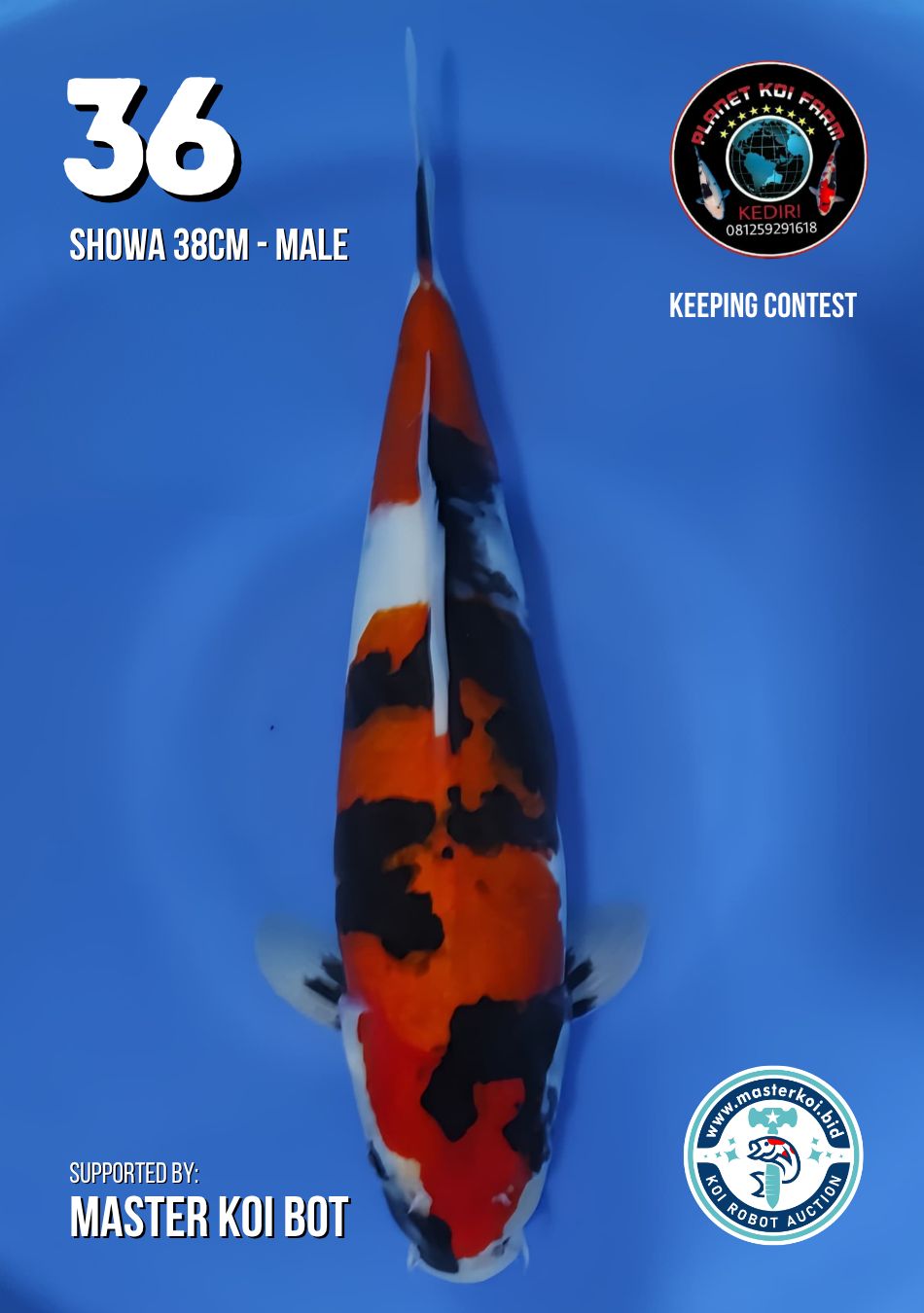 Lelang Koi Online, Jual Beli Ikan Koi, Pusat Jual Beli Koi, Info Lelang Koi Hari Ini, Platform Jual Beli Koi, Jual Beli Ikan Koi Online, Marketplace Ikan Koi, Jual Koi Terbaik, Tempat Beli Koi Berkualitas, Pasar Ikan Koi Online Terpercaya, Penjual Ikan Koi Terpercaya, Beli Koi Hias Online, Ikan Koi untuk Dijual, Koi Kualitas Terbaik, Toko Online Ikan Koi, Koi Hias Untuk Dijual, Jual Beli Ikan Koi Lokal, Koi Indonesia Online, Pusat Jual Beli Koi Terbesar