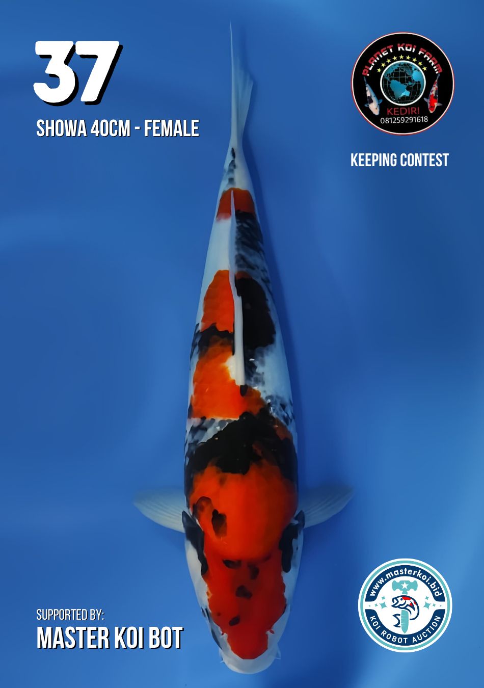 Lelang Koi Online, Jual Beli Ikan Koi, Pusat Jual Beli Koi, Info Lelang Koi Hari Ini, Platform Jual Beli Koi, Jual Beli Ikan Koi Online, Marketplace Ikan Koi, Jual Koi Terbaik, Tempat Beli Koi Berkualitas, Pasar Ikan Koi Online Terpercaya, Penjual Ikan Koi Terpercaya, Beli Koi Hias Online, Ikan Koi untuk Dijual, Koi Kualitas Terbaik, Toko Online Ikan Koi, Koi Hias Untuk Dijual, Jual Beli Ikan Koi Lokal, Koi Indonesia Online, Pusat Jual Beli Koi Terbesar