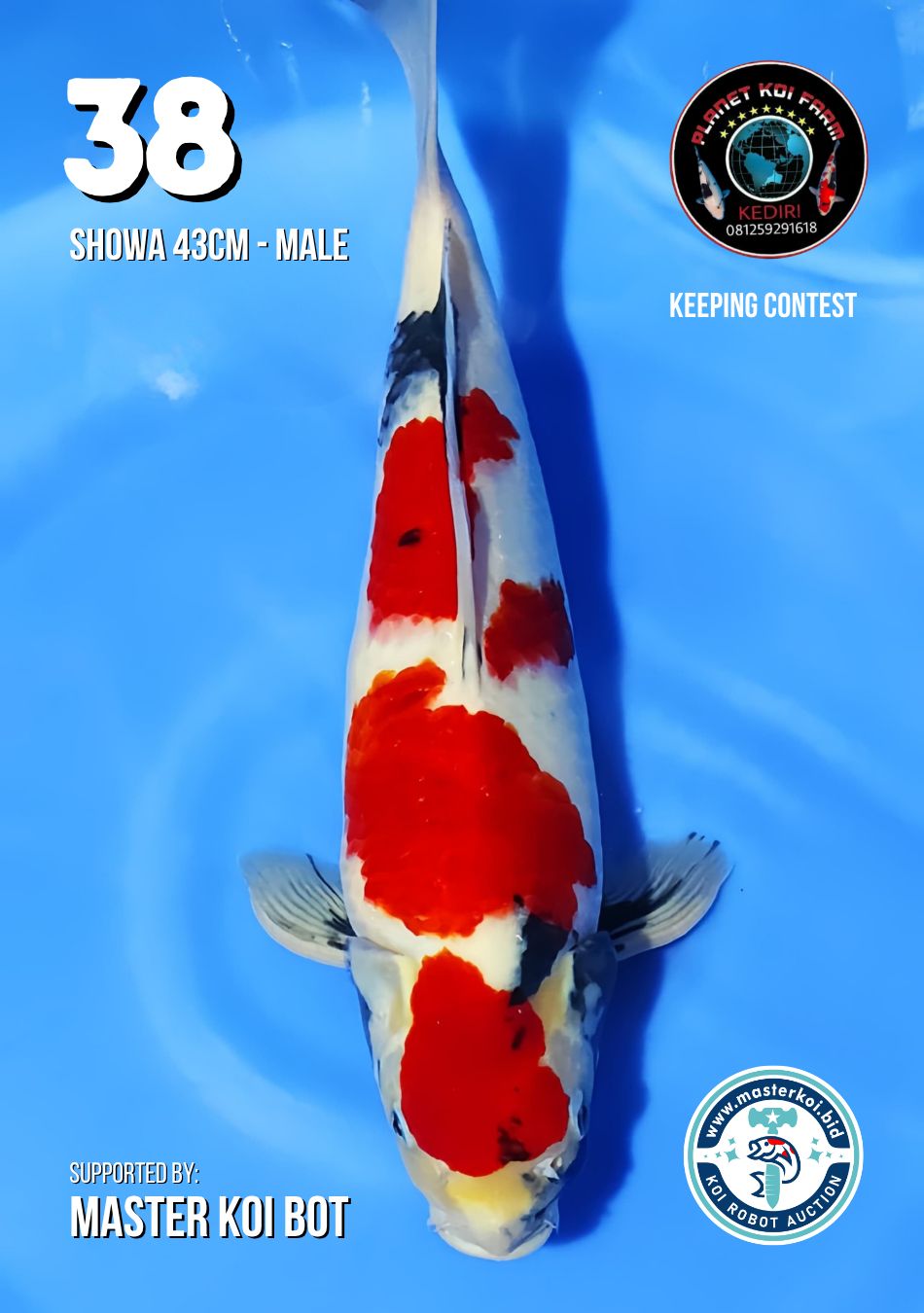 Lelang Koi Online, Jual Beli Ikan Koi, Pusat Jual Beli Koi, Info Lelang Koi Hari Ini, Platform Jual Beli Koi, Jual Beli Ikan Koi Online, Marketplace Ikan Koi, Jual Koi Terbaik, Tempat Beli Koi Berkualitas, Pasar Ikan Koi Online Terpercaya, Penjual Ikan Koi Terpercaya, Beli Koi Hias Online, Ikan Koi untuk Dijual, Koi Kualitas Terbaik, Toko Online Ikan Koi, Koi Hias Untuk Dijual, Jual Beli Ikan Koi Lokal, Koi Indonesia Online, Pusat Jual Beli Koi Terbesar