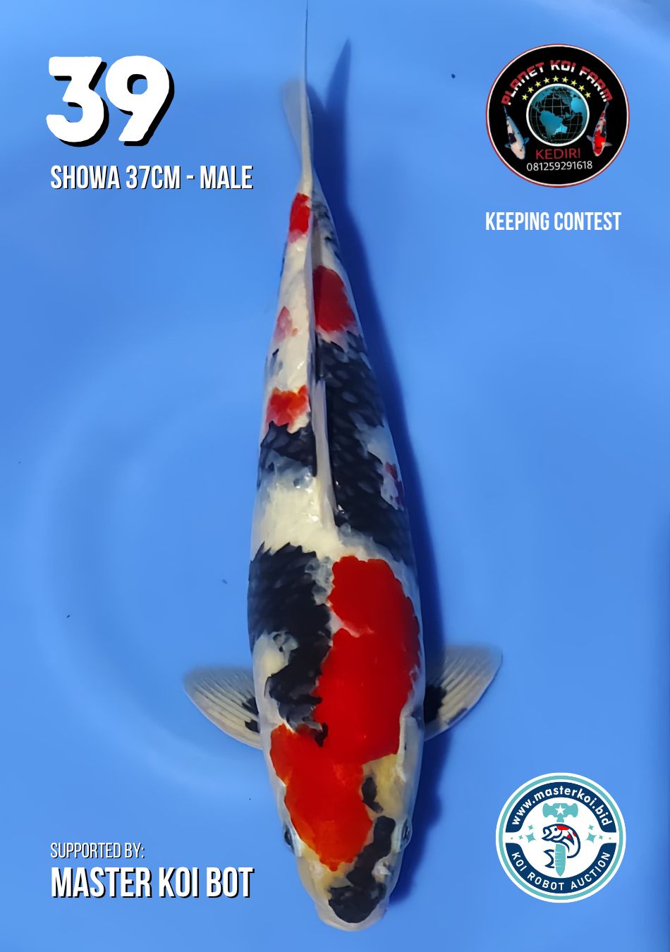 Lelang Koi Online, Jual Beli Ikan Koi, Pusat Jual Beli Koi, Info Lelang Koi Hari Ini, Platform Jual Beli Koi, Jual Beli Ikan Koi Online, Marketplace Ikan Koi, Jual Koi Terbaik, Tempat Beli Koi Berkualitas, Pasar Ikan Koi Online Terpercaya, Penjual Ikan Koi Terpercaya, Beli Koi Hias Online, Ikan Koi untuk Dijual, Koi Kualitas Terbaik, Toko Online Ikan Koi, Koi Hias Untuk Dijual, Jual Beli Ikan Koi Lokal, Koi Indonesia Online, Pusat Jual Beli Koi Terbesar