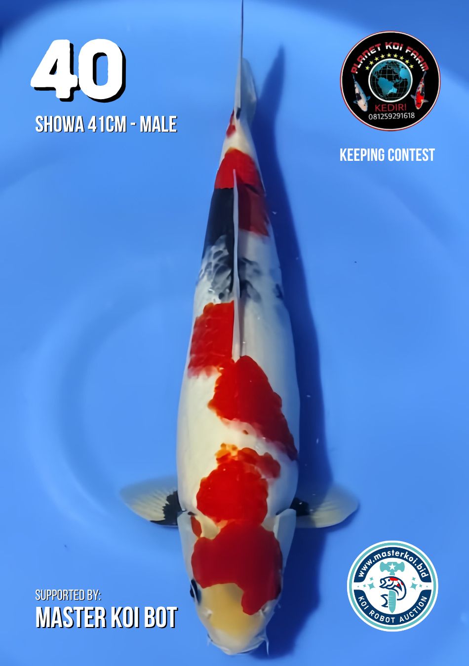 Lelang Koi Online, Jual Beli Ikan Koi, Pusat Jual Beli Koi, Info Lelang Koi Hari Ini, Platform Jual Beli Koi, Jual Beli Ikan Koi Online, Marketplace Ikan Koi, Jual Koi Terbaik, Tempat Beli Koi Berkualitas, Pasar Ikan Koi Online Terpercaya, Penjual Ikan Koi Terpercaya, Beli Koi Hias Online, Ikan Koi untuk Dijual, Koi Kualitas Terbaik, Toko Online Ikan Koi, Koi Hias Untuk Dijual, Jual Beli Ikan Koi Lokal, Koi Indonesia Online, Pusat Jual Beli Koi Terbesar