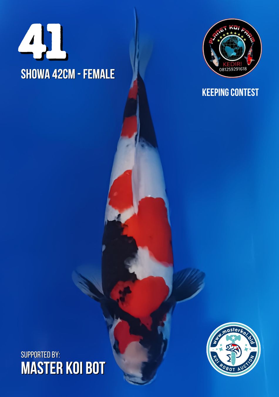 Lelang Koi Online, Jual Beli Ikan Koi, Pusat Jual Beli Koi, Info Lelang Koi Hari Ini, Platform Jual Beli Koi, Jual Beli Ikan Koi Online, Marketplace Ikan Koi, Jual Koi Terbaik, Tempat Beli Koi Berkualitas, Pasar Ikan Koi Online Terpercaya, Penjual Ikan Koi Terpercaya, Beli Koi Hias Online, Ikan Koi untuk Dijual, Koi Kualitas Terbaik, Toko Online Ikan Koi, Koi Hias Untuk Dijual, Jual Beli Ikan Koi Lokal, Koi Indonesia Online, Pusat Jual Beli Koi Terbesar