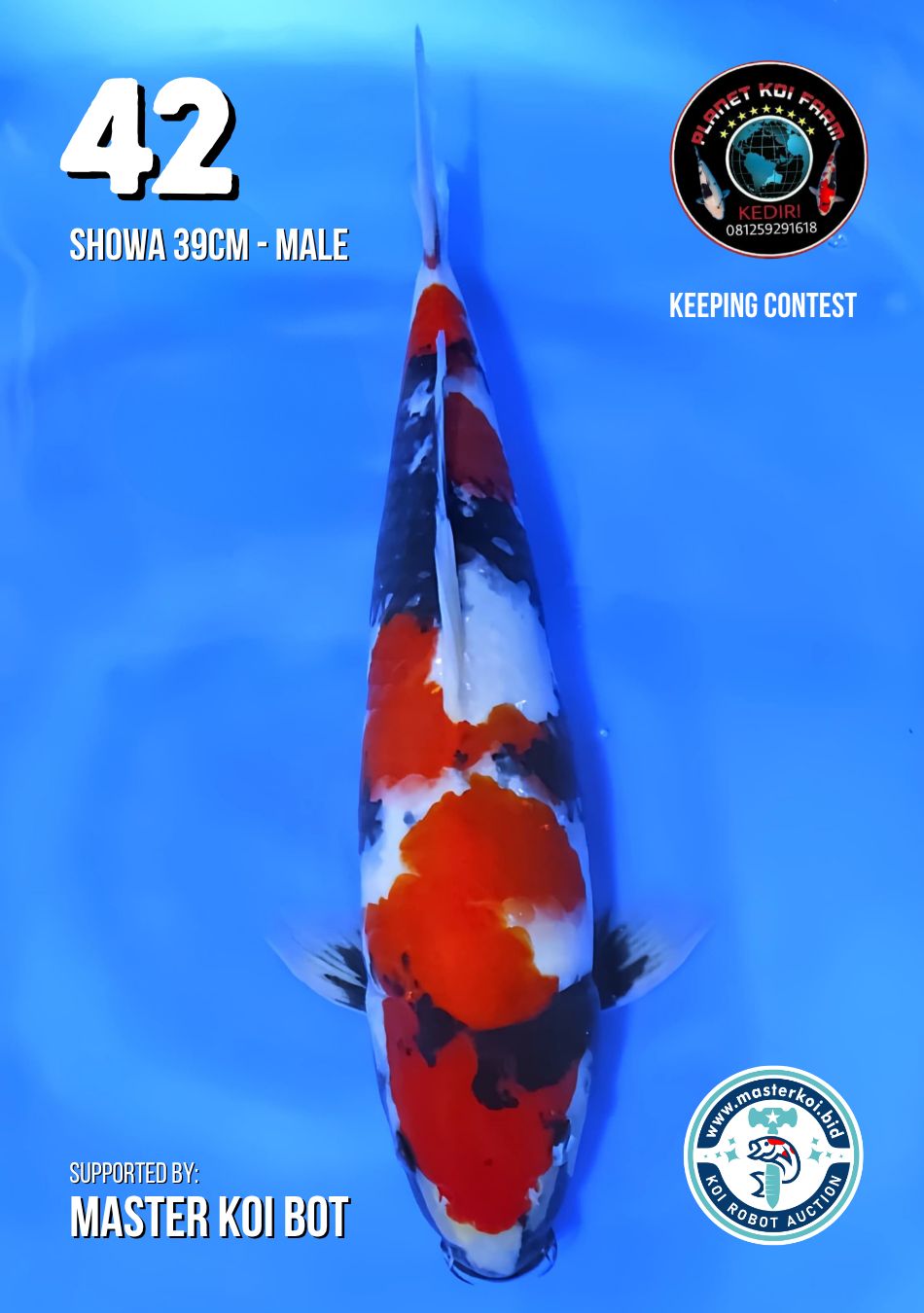 Lelang Koi Online, Jual Beli Ikan Koi, Pusat Jual Beli Koi, Info Lelang Koi Hari Ini, Platform Jual Beli Koi, Jual Beli Ikan Koi Online, Marketplace Ikan Koi, Jual Koi Terbaik, Tempat Beli Koi Berkualitas, Pasar Ikan Koi Online Terpercaya, Penjual Ikan Koi Terpercaya, Beli Koi Hias Online, Ikan Koi untuk Dijual, Koi Kualitas Terbaik, Toko Online Ikan Koi, Koi Hias Untuk Dijual, Jual Beli Ikan Koi Lokal, Koi Indonesia Online, Pusat Jual Beli Koi Terbesar