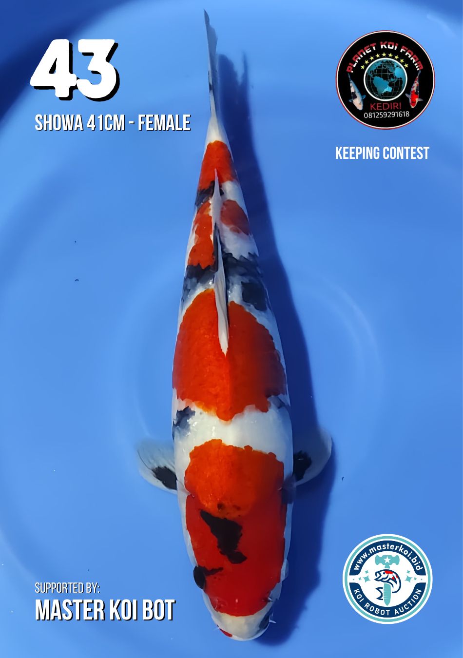 Lelang Koi Online, Jual Beli Ikan Koi, Pusat Jual Beli Koi, Info Lelang Koi Hari Ini, Platform Jual Beli Koi, Jual Beli Ikan Koi Online, Marketplace Ikan Koi, Jual Koi Terbaik, Tempat Beli Koi Berkualitas, Pasar Ikan Koi Online Terpercaya, Penjual Ikan Koi Terpercaya, Beli Koi Hias Online, Ikan Koi untuk Dijual, Koi Kualitas Terbaik, Toko Online Ikan Koi, Koi Hias Untuk Dijual, Jual Beli Ikan Koi Lokal, Koi Indonesia Online, Pusat Jual Beli Koi Terbesar