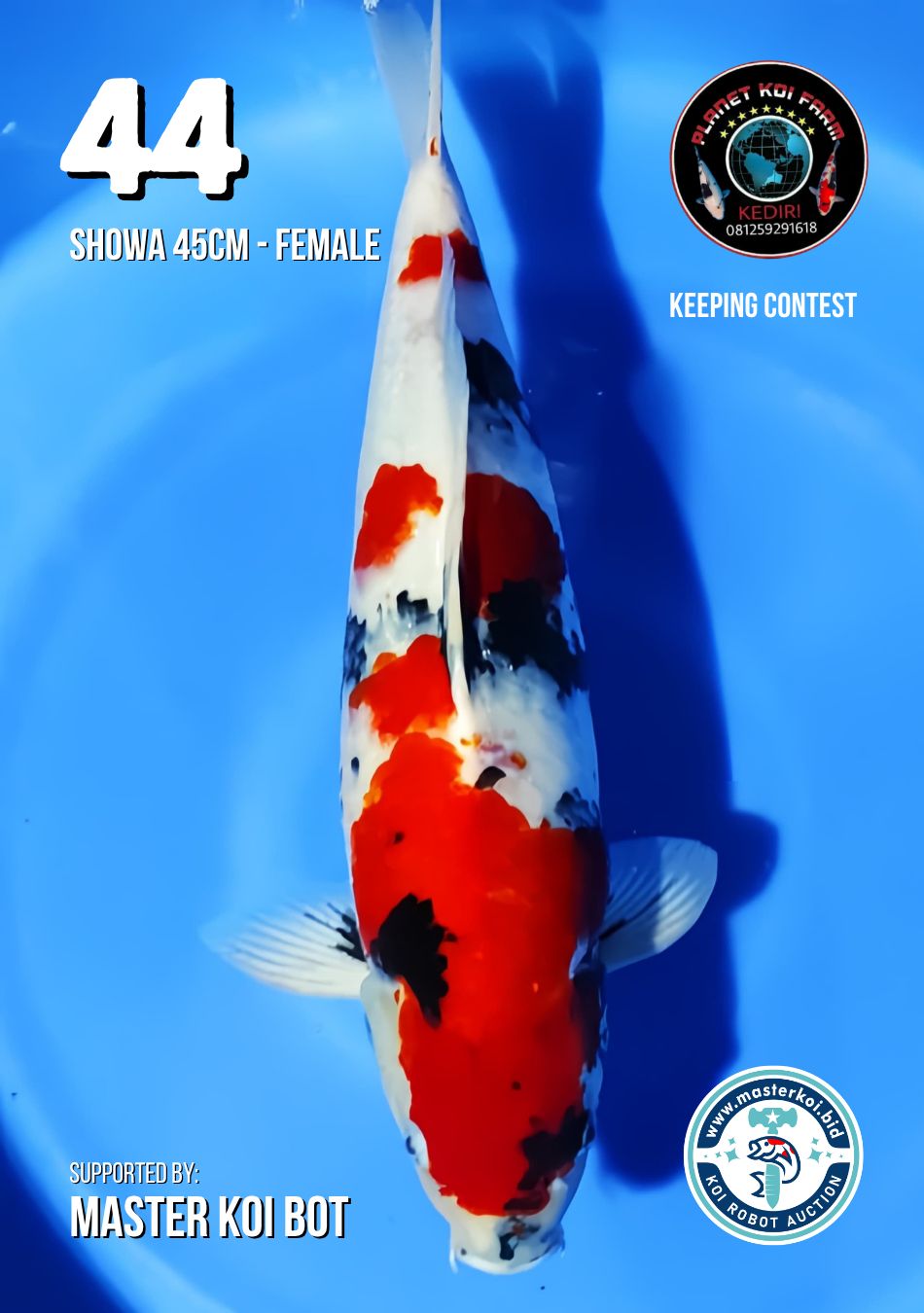 Lelang Koi Online, Jual Beli Ikan Koi, Pusat Jual Beli Koi, Info Lelang Koi Hari Ini, Platform Jual Beli Koi, Jual Beli Ikan Koi Online, Marketplace Ikan Koi, Jual Koi Terbaik, Tempat Beli Koi Berkualitas, Pasar Ikan Koi Online Terpercaya, Penjual Ikan Koi Terpercaya, Beli Koi Hias Online, Ikan Koi untuk Dijual, Koi Kualitas Terbaik, Toko Online Ikan Koi, Koi Hias Untuk Dijual, Jual Beli Ikan Koi Lokal, Koi Indonesia Online, Pusat Jual Beli Koi Terbesar