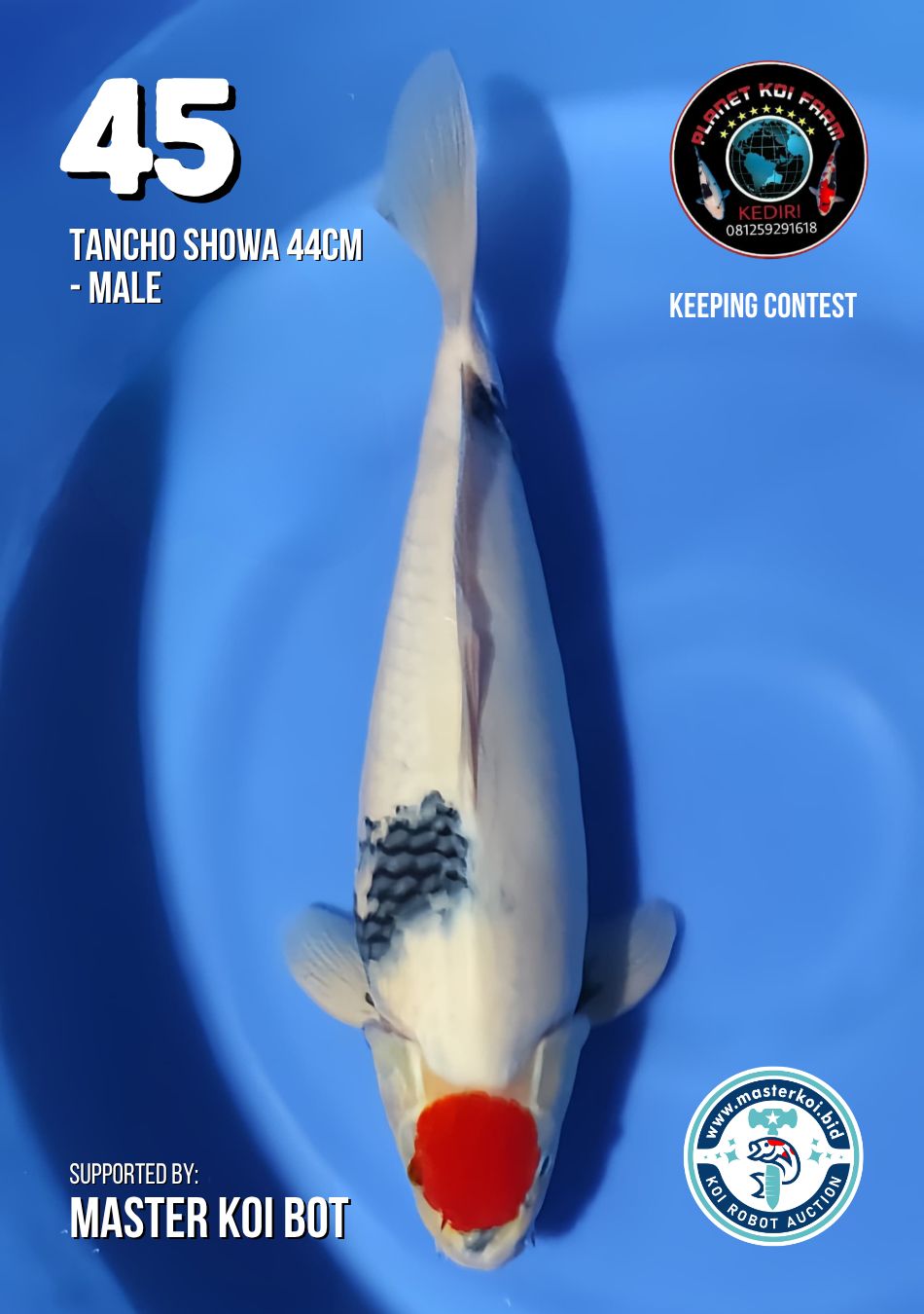 Lelang Koi Online, Jual Beli Ikan Koi, Pusat Jual Beli Koi, Info Lelang Koi Hari Ini, Platform Jual Beli Koi, Jual Beli Ikan Koi Online, Marketplace Ikan Koi, Jual Koi Terbaik, Tempat Beli Koi Berkualitas, Pasar Ikan Koi Online Terpercaya, Penjual Ikan Koi Terpercaya, Beli Koi Hias Online, Ikan Koi untuk Dijual, Koi Kualitas Terbaik, Toko Online Ikan Koi, Koi Hias Untuk Dijual, Jual Beli Ikan Koi Lokal, Koi Indonesia Online, Pusat Jual Beli Koi Terbesar
