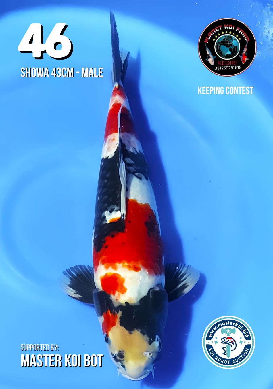 Lelang Koi Online, Jual Beli Ikan Koi, Pusat Jual Beli Koi, Info Lelang Koi Hari Ini, Platform Jual Beli Koi, Jual Beli Ikan Koi Online, Marketplace Ikan Koi, Jual Koi Terbaik, Tempat Beli Koi Berkualitas, Pasar Ikan Koi Online Terpercaya, Penjual Ikan Koi Terpercaya, Beli Koi Hias Online, Ikan Koi untuk Dijual, Koi Kualitas Terbaik, Toko Online Ikan Koi, Koi Hias Untuk Dijual, Jual Beli Ikan Koi Lokal, Koi Indonesia Online, Pusat Jual Beli Koi Terbesar