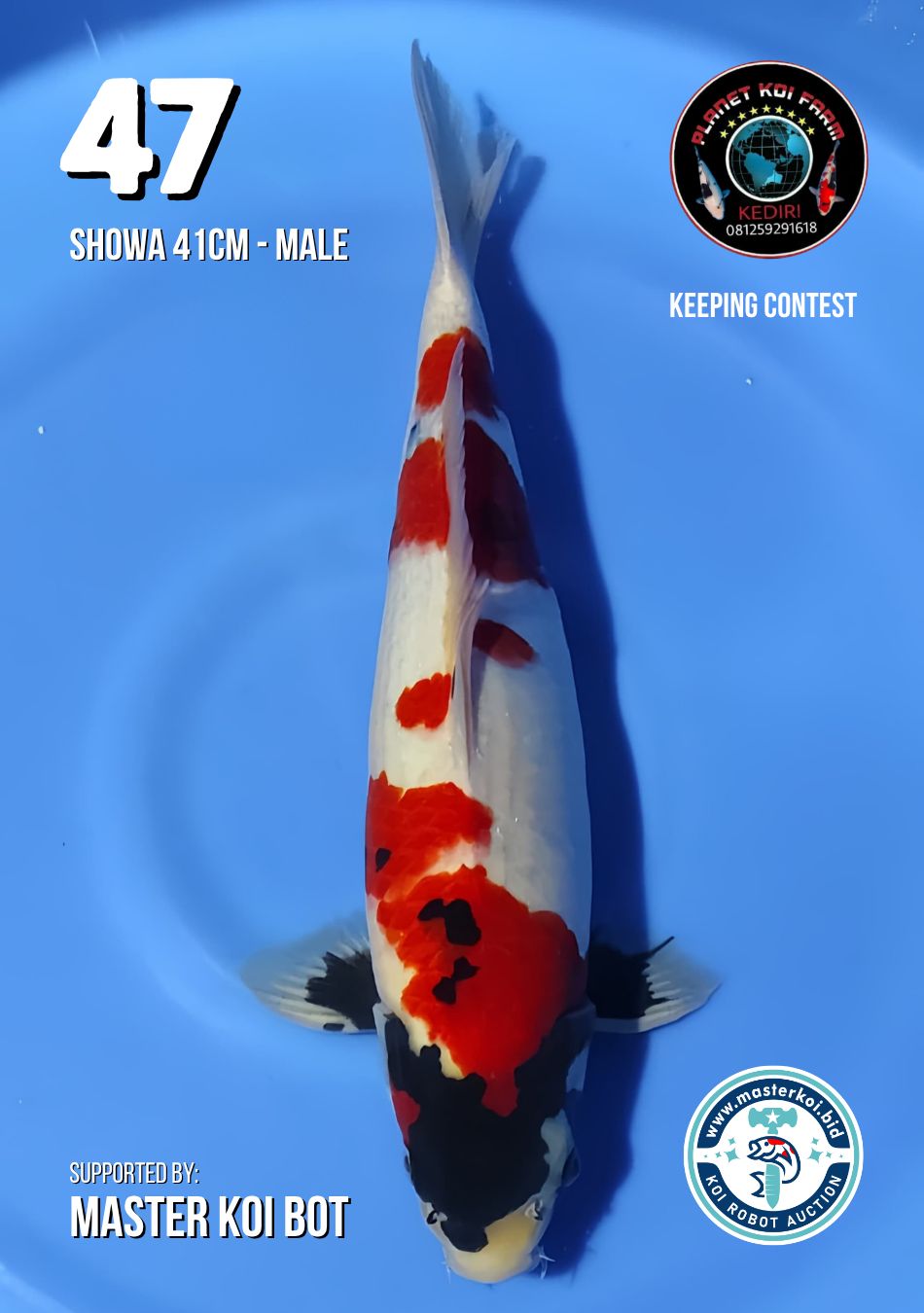 Lelang Koi Online, Jual Beli Ikan Koi, Pusat Jual Beli Koi, Info Lelang Koi Hari Ini, Platform Jual Beli Koi, Jual Beli Ikan Koi Online, Marketplace Ikan Koi, Jual Koi Terbaik, Tempat Beli Koi Berkualitas, Pasar Ikan Koi Online Terpercaya, Penjual Ikan Koi Terpercaya, Beli Koi Hias Online, Ikan Koi untuk Dijual, Koi Kualitas Terbaik, Toko Online Ikan Koi, Koi Hias Untuk Dijual, Jual Beli Ikan Koi Lokal, Koi Indonesia Online, Pusat Jual Beli Koi Terbesar
