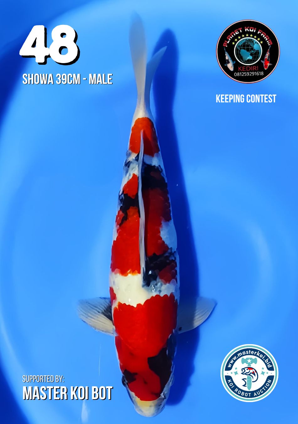 Lelang Koi Online, Jual Beli Ikan Koi, Pusat Jual Beli Koi, Info Lelang Koi Hari Ini, Platform Jual Beli Koi, Jual Beli Ikan Koi Online, Marketplace Ikan Koi, Jual Koi Terbaik, Tempat Beli Koi Berkualitas, Pasar Ikan Koi Online Terpercaya, Penjual Ikan Koi Terpercaya, Beli Koi Hias Online, Ikan Koi untuk Dijual, Koi Kualitas Terbaik, Toko Online Ikan Koi, Koi Hias Untuk Dijual, Jual Beli Ikan Koi Lokal, Koi Indonesia Online, Pusat Jual Beli Koi Terbesar
