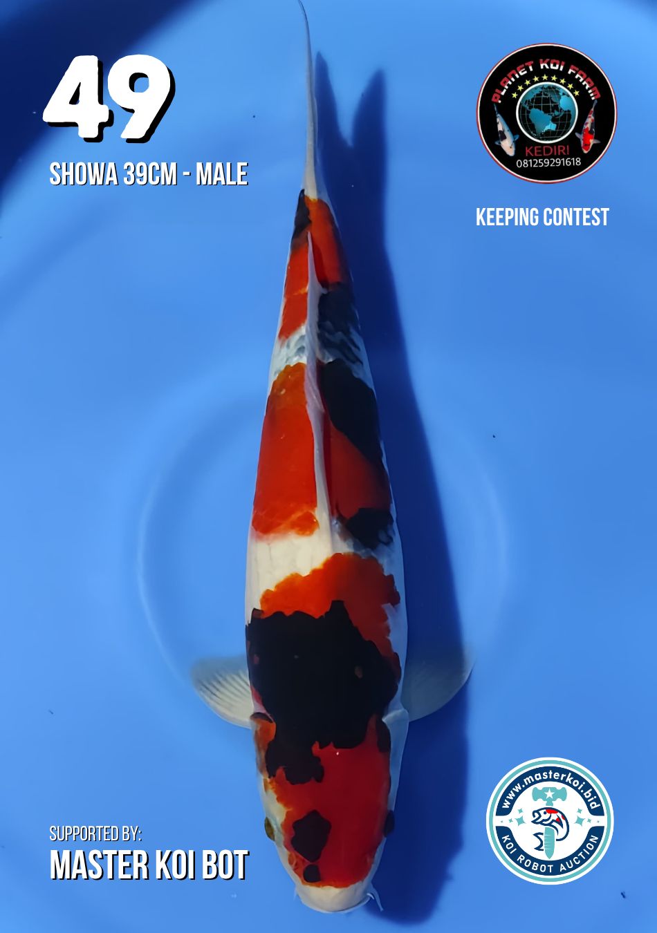 Lelang Koi Online, Jual Beli Ikan Koi, Pusat Jual Beli Koi, Info Lelang Koi Hari Ini, Platform Jual Beli Koi, Jual Beli Ikan Koi Online, Marketplace Ikan Koi, Jual Koi Terbaik, Tempat Beli Koi Berkualitas, Pasar Ikan Koi Online Terpercaya, Penjual Ikan Koi Terpercaya, Beli Koi Hias Online, Ikan Koi untuk Dijual, Koi Kualitas Terbaik, Toko Online Ikan Koi, Koi Hias Untuk Dijual, Jual Beli Ikan Koi Lokal, Koi Indonesia Online, Pusat Jual Beli Koi Terbesar