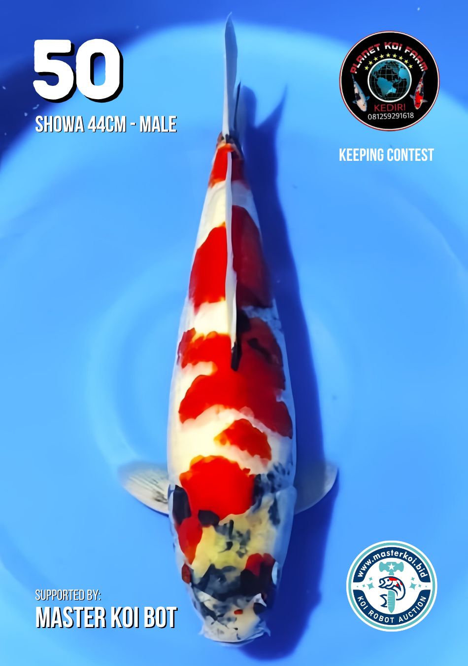 Lelang Koi Online, Jual Beli Ikan Koi, Pusat Jual Beli Koi, Info Lelang Koi Hari Ini, Platform Jual Beli Koi, Jual Beli Ikan Koi Online, Marketplace Ikan Koi, Jual Koi Terbaik, Tempat Beli Koi Berkualitas, Pasar Ikan Koi Online Terpercaya, Penjual Ikan Koi Terpercaya, Beli Koi Hias Online, Ikan Koi untuk Dijual, Koi Kualitas Terbaik, Toko Online Ikan Koi, Koi Hias Untuk Dijual, Jual Beli Ikan Koi Lokal, Koi Indonesia Online, Pusat Jual Beli Koi Terbesar