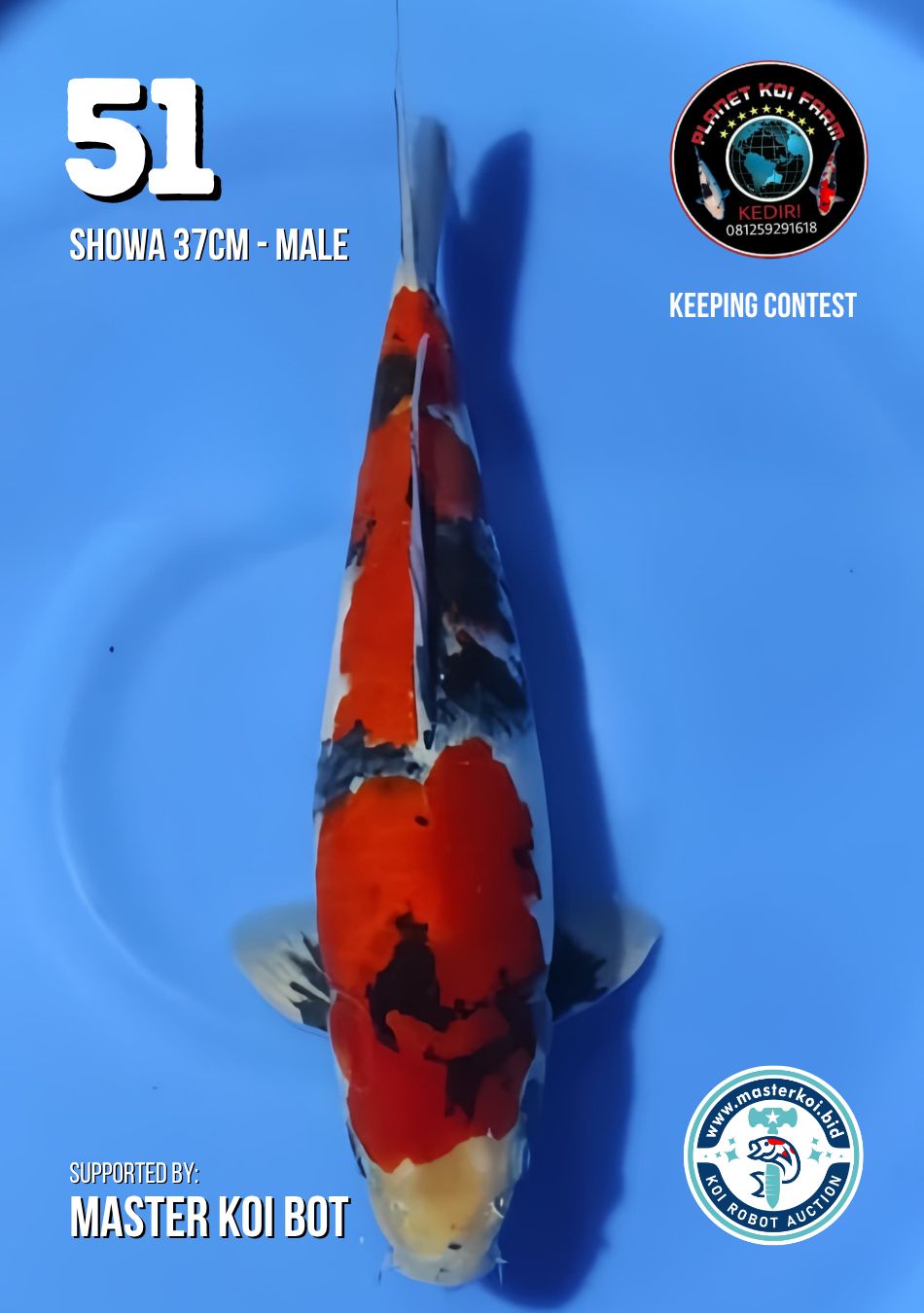 Lelang Koi Online, Jual Beli Ikan Koi, Pusat Jual Beli Koi, Info Lelang Koi Hari Ini, Platform Jual Beli Koi, Jual Beli Ikan Koi Online, Marketplace Ikan Koi, Jual Koi Terbaik, Tempat Beli Koi Berkualitas, Pasar Ikan Koi Online Terpercaya, Penjual Ikan Koi Terpercaya, Beli Koi Hias Online, Ikan Koi untuk Dijual, Koi Kualitas Terbaik, Toko Online Ikan Koi, Koi Hias Untuk Dijual, Jual Beli Ikan Koi Lokal, Koi Indonesia Online, Pusat Jual Beli Koi Terbesar
