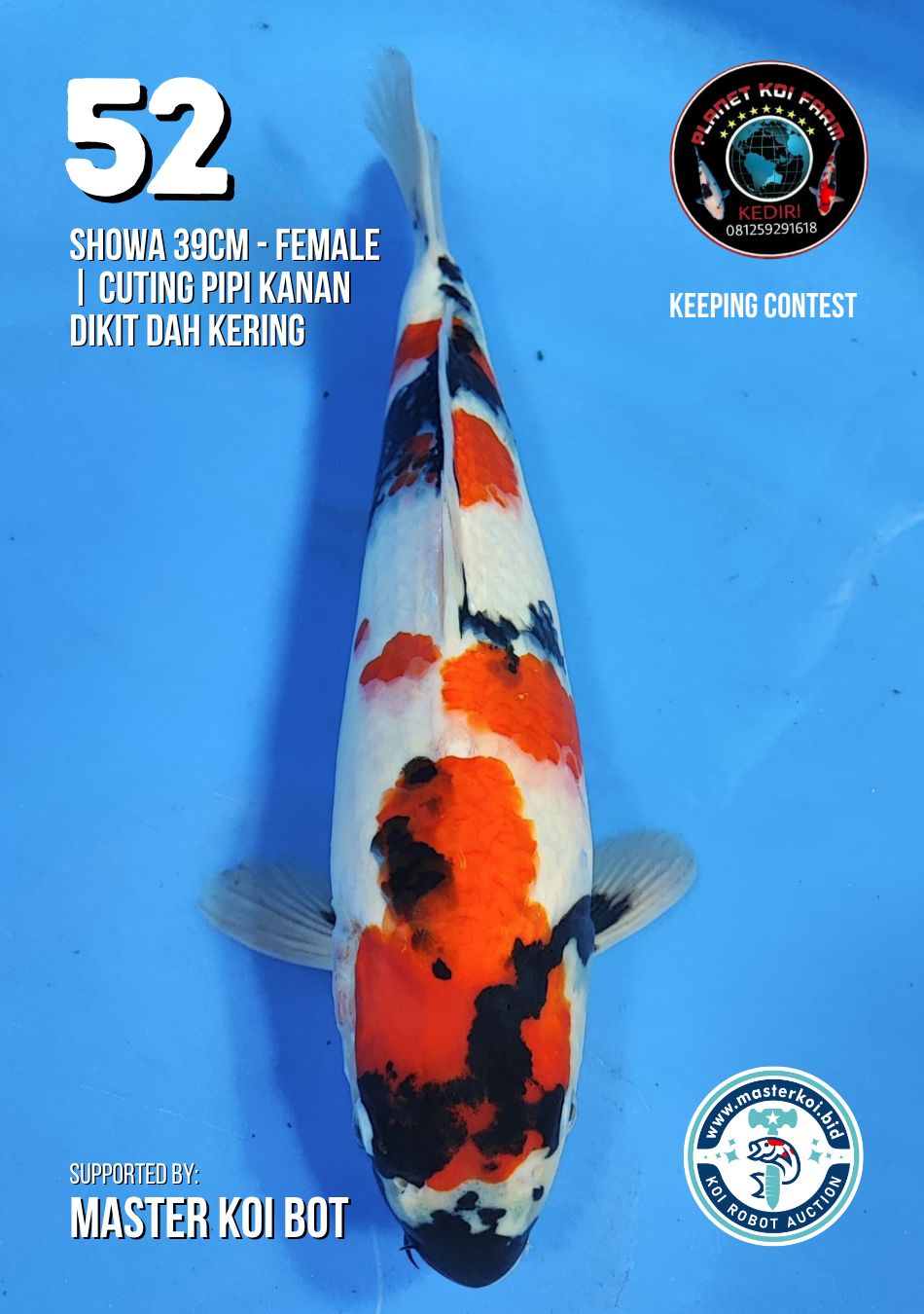 Lelang Koi Online, Jual Beli Ikan Koi, Pusat Jual Beli Koi, Info Lelang Koi Hari Ini, Platform Jual Beli Koi, Jual Beli Ikan Koi Online, Marketplace Ikan Koi, Jual Koi Terbaik, Tempat Beli Koi Berkualitas, Pasar Ikan Koi Online Terpercaya, Penjual Ikan Koi Terpercaya, Beli Koi Hias Online, Ikan Koi untuk Dijual, Koi Kualitas Terbaik, Toko Online Ikan Koi, Koi Hias Untuk Dijual, Jual Beli Ikan Koi Lokal, Koi Indonesia Online, Pusat Jual Beli Koi Terbesar