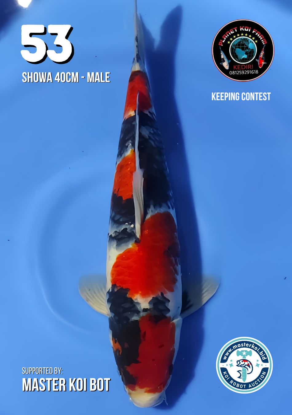 Lelang Koi Online, Jual Beli Ikan Koi, Pusat Jual Beli Koi, Info Lelang Koi Hari Ini, Platform Jual Beli Koi, Jual Beli Ikan Koi Online, Marketplace Ikan Koi, Jual Koi Terbaik, Tempat Beli Koi Berkualitas, Pasar Ikan Koi Online Terpercaya, Penjual Ikan Koi Terpercaya, Beli Koi Hias Online, Ikan Koi untuk Dijual, Koi Kualitas Terbaik, Toko Online Ikan Koi, Koi Hias Untuk Dijual, Jual Beli Ikan Koi Lokal, Koi Indonesia Online, Pusat Jual Beli Koi Terbesar