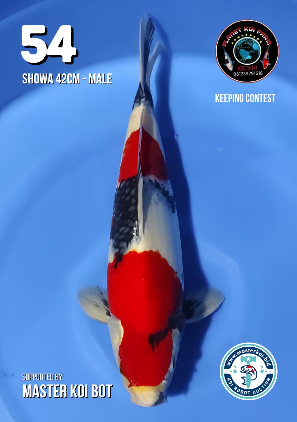 Lelang Koi Online, Jual Beli Ikan Koi, Pusat Jual Beli Koi, Info Lelang Koi Hari Ini, Platform Jual Beli Koi, Jual Beli Ikan Koi Online, Marketplace Ikan Koi, Jual Koi Terbaik, Tempat Beli Koi Berkualitas, Pasar Ikan Koi Online Terpercaya, Penjual Ikan Koi Terpercaya, Beli Koi Hias Online, Ikan Koi untuk Dijual, Koi Kualitas Terbaik, Toko Online Ikan Koi, Koi Hias Untuk Dijual, Jual Beli Ikan Koi Lokal, Koi Indonesia Online, Pusat Jual Beli Koi Terbesar