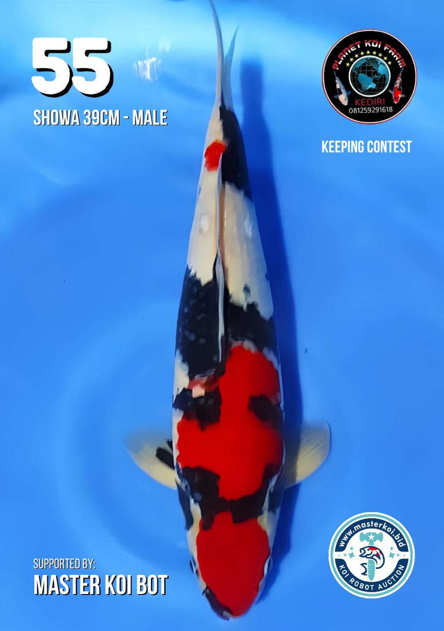 Lelang Koi Online, Jual Beli Ikan Koi, Pusat Jual Beli Koi, Info Lelang Koi Hari Ini, Platform Jual Beli Koi, Jual Beli Ikan Koi Online, Marketplace Ikan Koi, Jual Koi Terbaik, Tempat Beli Koi Berkualitas, Pasar Ikan Koi Online Terpercaya, Penjual Ikan Koi Terpercaya, Beli Koi Hias Online, Ikan Koi untuk Dijual, Koi Kualitas Terbaik, Toko Online Ikan Koi, Koi Hias Untuk Dijual, Jual Beli Ikan Koi Lokal, Koi Indonesia Online, Pusat Jual Beli Koi Terbesar
