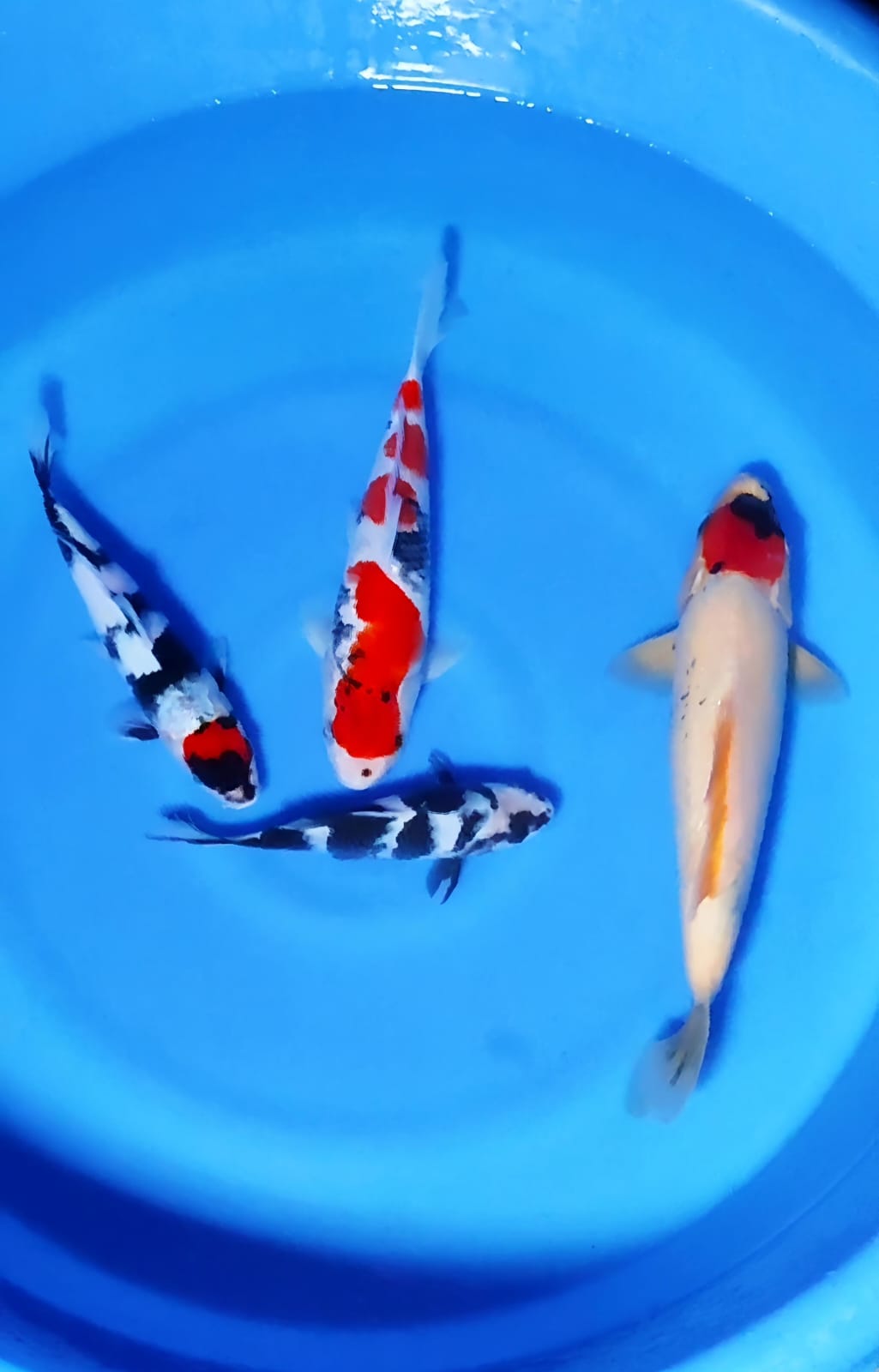 Lelang Koi Online, Jual Beli Ikan Koi, Pusat Jual Beli Koi, Info Lelang Koi Hari Ini, Platform Jual Beli Koi, Jual Beli Ikan Koi Online, Marketplace Ikan Koi, Jual Koi Terbaik, Tempat Beli Koi Berkualitas, Pasar Ikan Koi Online Terpercaya, Penjual Ikan Koi Terpercaya, Beli Koi Hias Online, Ikan Koi untuk Dijual, Koi Kualitas Terbaik, Toko Online Ikan Koi, Koi Hias Untuk Dijual, Jual Beli Ikan Koi Lokal, Koi Indonesia Online, Pusat Jual Beli Koi Terbesar