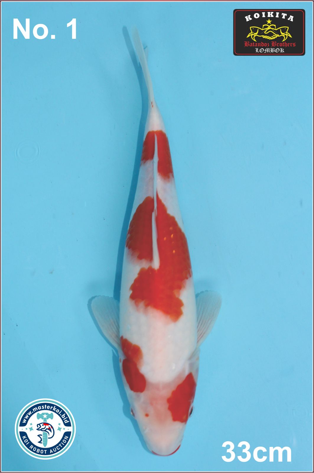 Lelang Koi Online, Jual Beli Ikan Koi, Pusat Jual Beli Koi, Info Lelang Koi Hari Ini, Platform Jual Beli Koi, Jual Beli Ikan Koi Online, Marketplace Ikan Koi, Jual Koi Terbaik, Tempat Beli Koi Berkualitas, Pasar Ikan Koi Online Terpercaya, Penjual Ikan Koi Terpercaya, Beli Koi Hias Online, Ikan Koi untuk Dijual, Koi Kualitas Terbaik, Toko Online Ikan Koi, Koi Hias Untuk Dijual, Jual Beli Ikan Koi Lokal, Koi Indonesia Online, Pusat Jual Beli Koi Terbesar