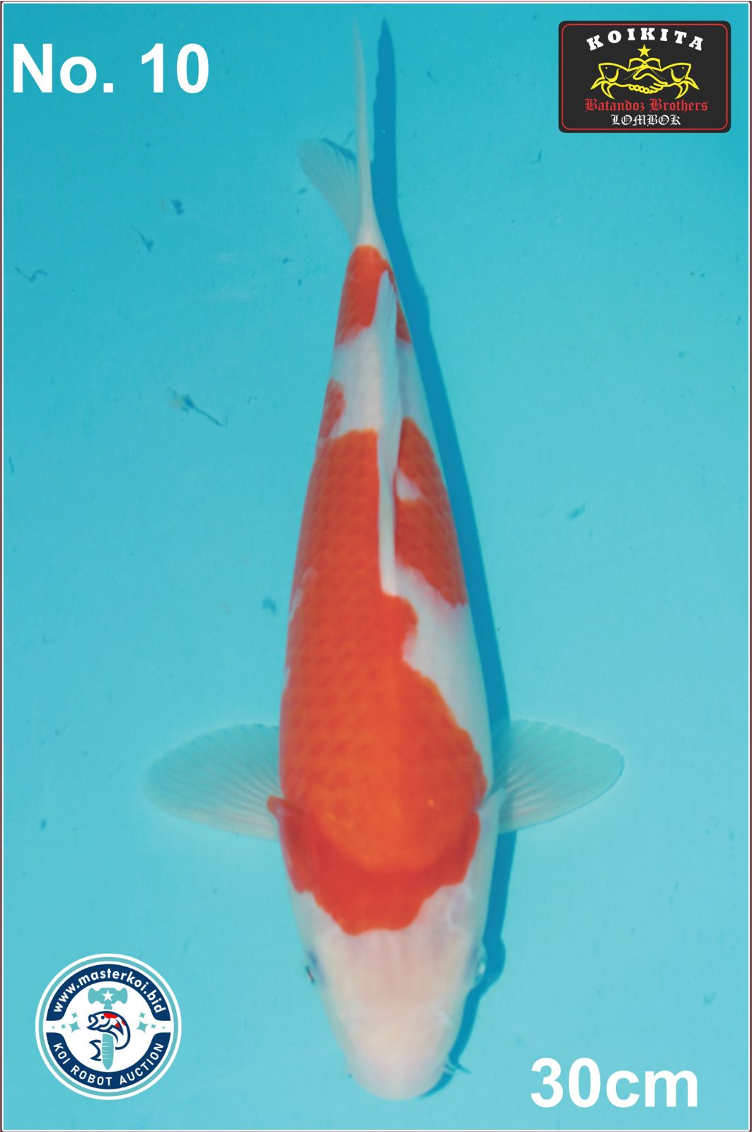 Lelang Koi Online, Jual Beli Ikan Koi, Pusat Jual Beli Koi, Info Lelang Koi Hari Ini, Platform Jual Beli Koi, Jual Beli Ikan Koi Online, Marketplace Ikan Koi, Jual Koi Terbaik, Tempat Beli Koi Berkualitas, Pasar Ikan Koi Online Terpercaya, Penjual Ikan Koi Terpercaya, Beli Koi Hias Online, Ikan Koi untuk Dijual, Koi Kualitas Terbaik, Toko Online Ikan Koi, Koi Hias Untuk Dijual, Jual Beli Ikan Koi Lokal, Koi Indonesia Online, Pusat Jual Beli Koi Terbesar