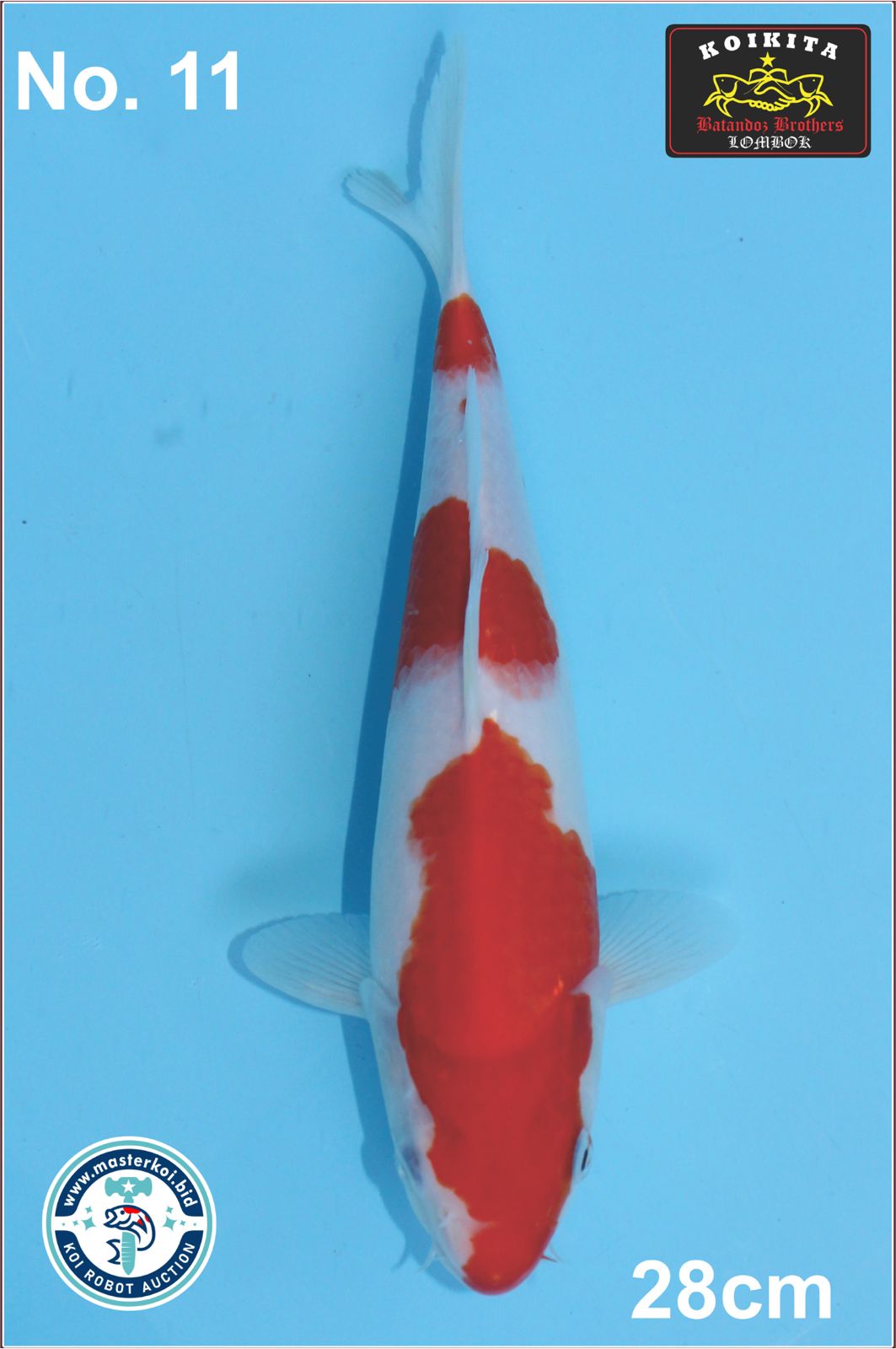 Lelang Koi Online, Jual Beli Ikan Koi, Pusat Jual Beli Koi, Info Lelang Koi Hari Ini, Platform Jual Beli Koi, Jual Beli Ikan Koi Online, Marketplace Ikan Koi, Jual Koi Terbaik, Tempat Beli Koi Berkualitas, Pasar Ikan Koi Online Terpercaya, Penjual Ikan Koi Terpercaya, Beli Koi Hias Online, Ikan Koi untuk Dijual, Koi Kualitas Terbaik, Toko Online Ikan Koi, Koi Hias Untuk Dijual, Jual Beli Ikan Koi Lokal, Koi Indonesia Online, Pusat Jual Beli Koi Terbesar