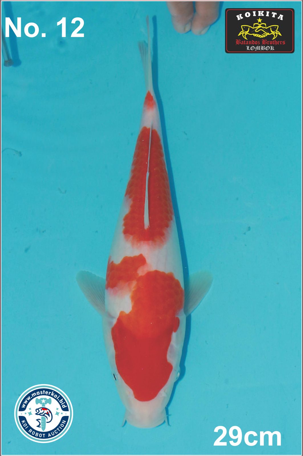 Lelang Koi Online, Jual Beli Ikan Koi, Pusat Jual Beli Koi, Info Lelang Koi Hari Ini, Platform Jual Beli Koi, Jual Beli Ikan Koi Online, Marketplace Ikan Koi, Jual Koi Terbaik, Tempat Beli Koi Berkualitas, Pasar Ikan Koi Online Terpercaya, Penjual Ikan Koi Terpercaya, Beli Koi Hias Online, Ikan Koi untuk Dijual, Koi Kualitas Terbaik, Toko Online Ikan Koi, Koi Hias Untuk Dijual, Jual Beli Ikan Koi Lokal, Koi Indonesia Online, Pusat Jual Beli Koi Terbesar