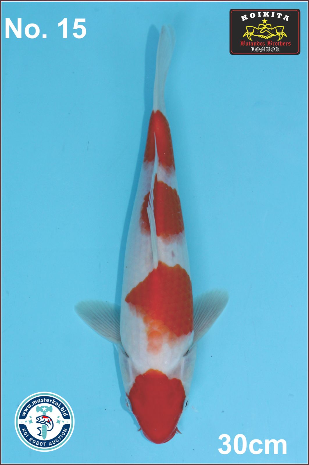 Lelang Koi Online, Jual Beli Ikan Koi, Pusat Jual Beli Koi, Info Lelang Koi Hari Ini, Platform Jual Beli Koi, Jual Beli Ikan Koi Online, Marketplace Ikan Koi, Jual Koi Terbaik, Tempat Beli Koi Berkualitas, Pasar Ikan Koi Online Terpercaya, Penjual Ikan Koi Terpercaya, Beli Koi Hias Online, Ikan Koi untuk Dijual, Koi Kualitas Terbaik, Toko Online Ikan Koi, Koi Hias Untuk Dijual, Jual Beli Ikan Koi Lokal, Koi Indonesia Online, Pusat Jual Beli Koi Terbesar