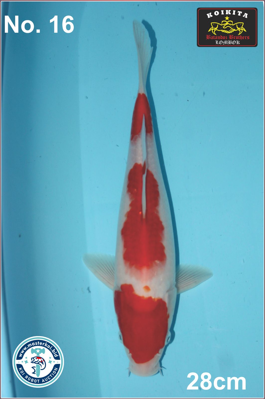 Lelang Koi Online, Jual Beli Ikan Koi, Pusat Jual Beli Koi, Info Lelang Koi Hari Ini, Platform Jual Beli Koi, Jual Beli Ikan Koi Online, Marketplace Ikan Koi, Jual Koi Terbaik, Tempat Beli Koi Berkualitas, Pasar Ikan Koi Online Terpercaya, Penjual Ikan Koi Terpercaya, Beli Koi Hias Online, Ikan Koi untuk Dijual, Koi Kualitas Terbaik, Toko Online Ikan Koi, Koi Hias Untuk Dijual, Jual Beli Ikan Koi Lokal, Koi Indonesia Online, Pusat Jual Beli Koi Terbesar