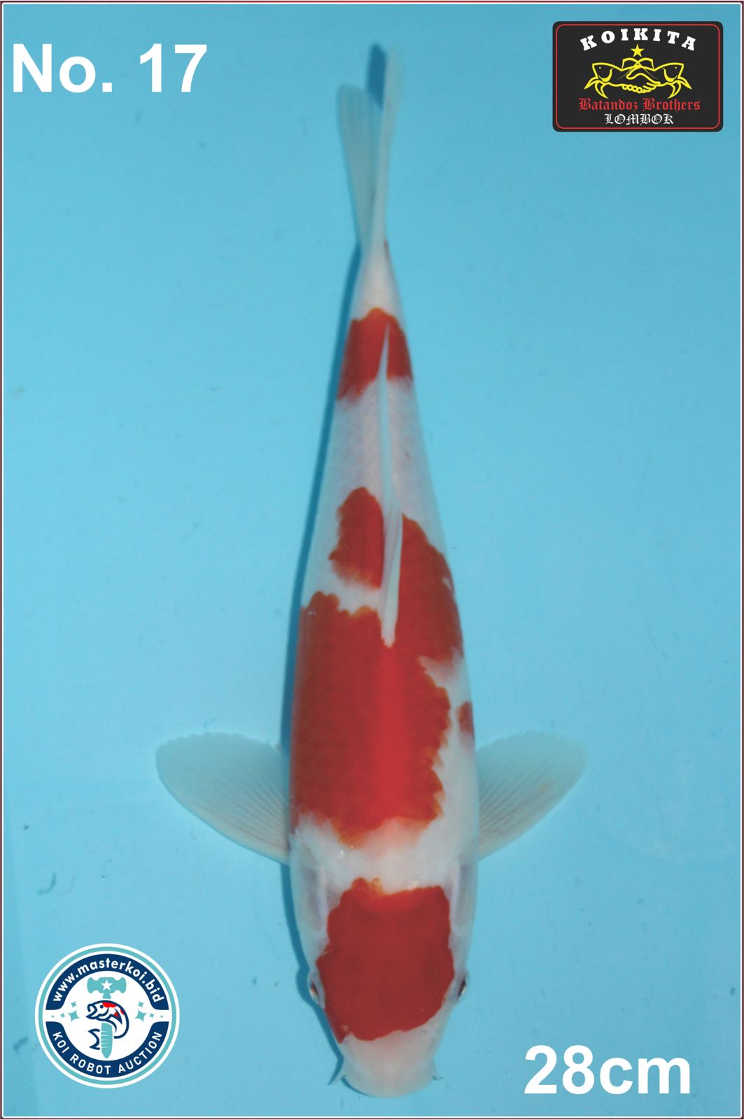 Lelang Koi Online, Jual Beli Ikan Koi, Pusat Jual Beli Koi, Info Lelang Koi Hari Ini, Platform Jual Beli Koi, Jual Beli Ikan Koi Online, Marketplace Ikan Koi, Jual Koi Terbaik, Tempat Beli Koi Berkualitas, Pasar Ikan Koi Online Terpercaya, Penjual Ikan Koi Terpercaya, Beli Koi Hias Online, Ikan Koi untuk Dijual, Koi Kualitas Terbaik, Toko Online Ikan Koi, Koi Hias Untuk Dijual, Jual Beli Ikan Koi Lokal, Koi Indonesia Online, Pusat Jual Beli Koi Terbesar