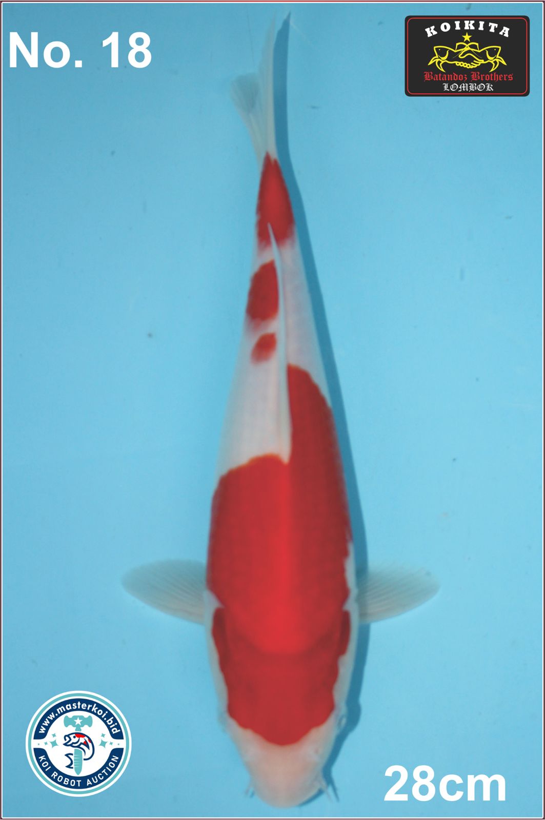 Lelang Koi Online, Jual Beli Ikan Koi, Pusat Jual Beli Koi, Info Lelang Koi Hari Ini, Platform Jual Beli Koi, Jual Beli Ikan Koi Online, Marketplace Ikan Koi, Jual Koi Terbaik, Tempat Beli Koi Berkualitas, Pasar Ikan Koi Online Terpercaya, Penjual Ikan Koi Terpercaya, Beli Koi Hias Online, Ikan Koi untuk Dijual, Koi Kualitas Terbaik, Toko Online Ikan Koi, Koi Hias Untuk Dijual, Jual Beli Ikan Koi Lokal, Koi Indonesia Online, Pusat Jual Beli Koi Terbesar