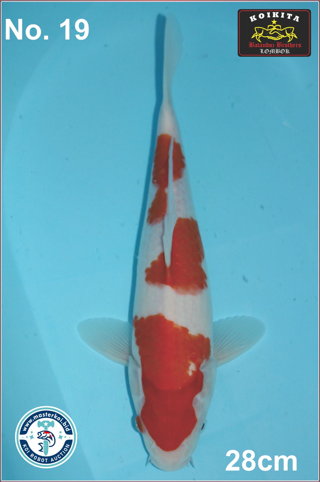 Lelang Koi Online, Jual Beli Ikan Koi, Pusat Jual Beli Koi, Info Lelang Koi Hari Ini, Platform Jual Beli Koi, Jual Beli Ikan Koi Online, Marketplace Ikan Koi, Jual Koi Terbaik, Tempat Beli Koi Berkualitas, Pasar Ikan Koi Online Terpercaya, Penjual Ikan Koi Terpercaya, Beli Koi Hias Online, Ikan Koi untuk Dijual, Koi Kualitas Terbaik, Toko Online Ikan Koi, Koi Hias Untuk Dijual, Jual Beli Ikan Koi Lokal, Koi Indonesia Online, Pusat Jual Beli Koi Terbesar