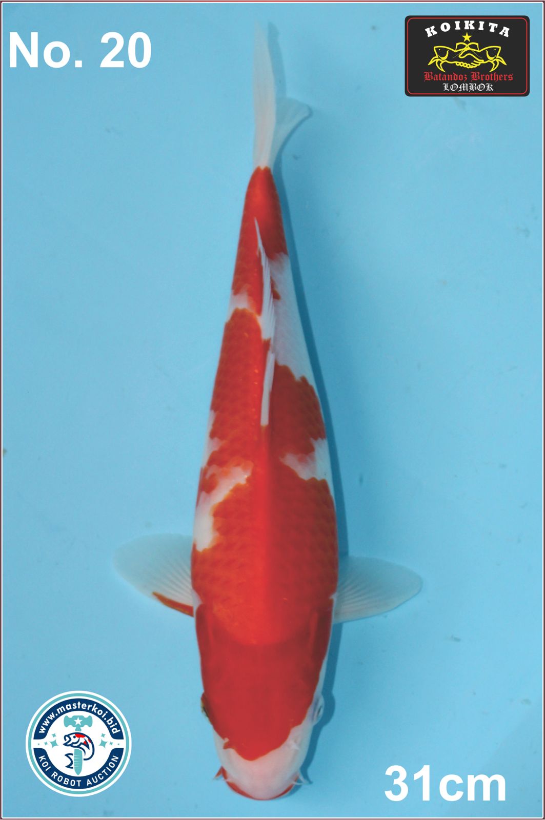 Lelang Koi Online, Jual Beli Ikan Koi, Pusat Jual Beli Koi, Info Lelang Koi Hari Ini, Platform Jual Beli Koi, Jual Beli Ikan Koi Online, Marketplace Ikan Koi, Jual Koi Terbaik, Tempat Beli Koi Berkualitas, Pasar Ikan Koi Online Terpercaya, Penjual Ikan Koi Terpercaya, Beli Koi Hias Online, Ikan Koi untuk Dijual, Koi Kualitas Terbaik, Toko Online Ikan Koi, Koi Hias Untuk Dijual, Jual Beli Ikan Koi Lokal, Koi Indonesia Online, Pusat Jual Beli Koi Terbesar