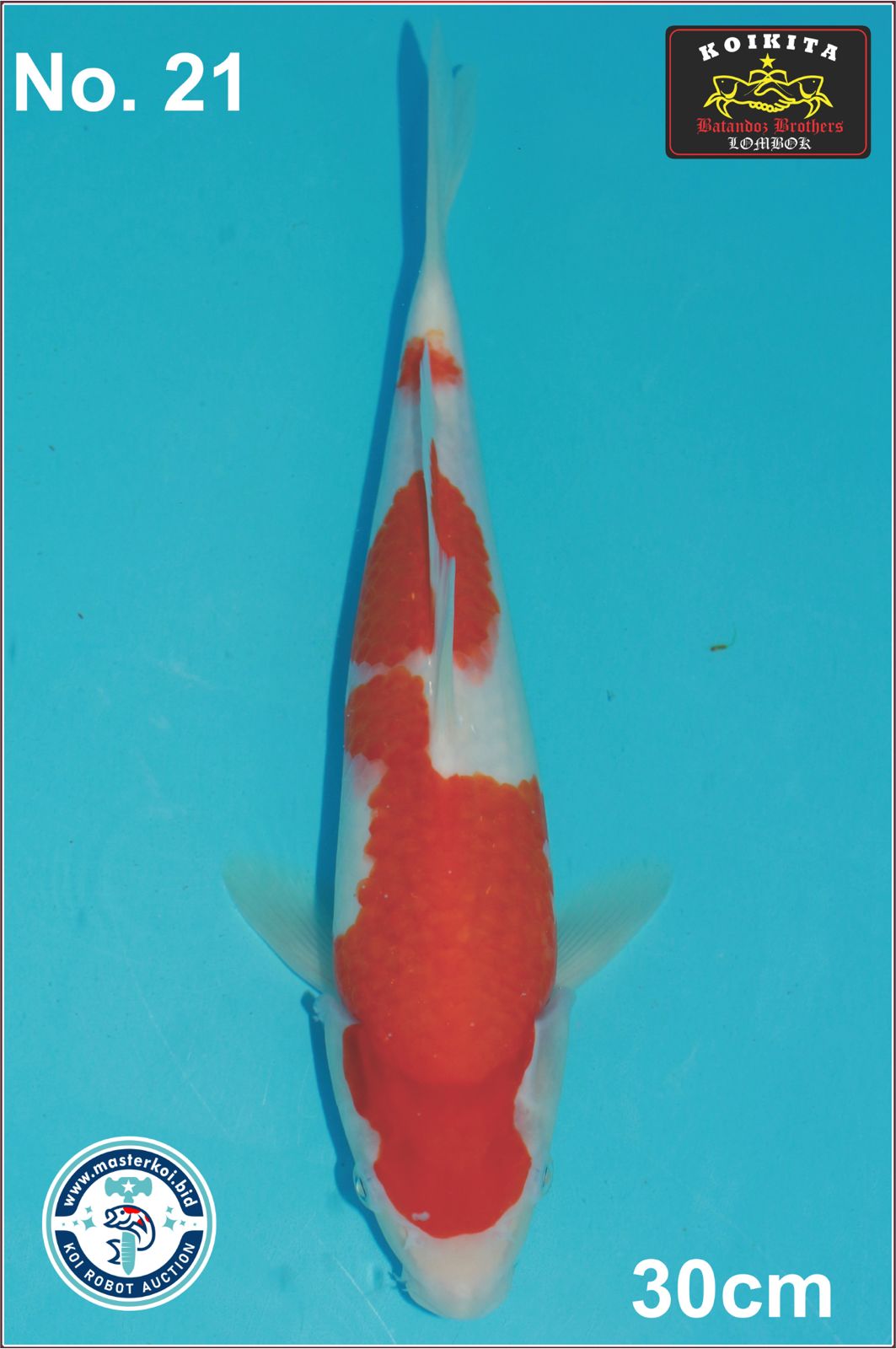 Lelang Koi Online, Jual Beli Ikan Koi, Pusat Jual Beli Koi, Info Lelang Koi Hari Ini, Platform Jual Beli Koi, Jual Beli Ikan Koi Online, Marketplace Ikan Koi, Jual Koi Terbaik, Tempat Beli Koi Berkualitas, Pasar Ikan Koi Online Terpercaya, Penjual Ikan Koi Terpercaya, Beli Koi Hias Online, Ikan Koi untuk Dijual, Koi Kualitas Terbaik, Toko Online Ikan Koi, Koi Hias Untuk Dijual, Jual Beli Ikan Koi Lokal, Koi Indonesia Online, Pusat Jual Beli Koi Terbesar
