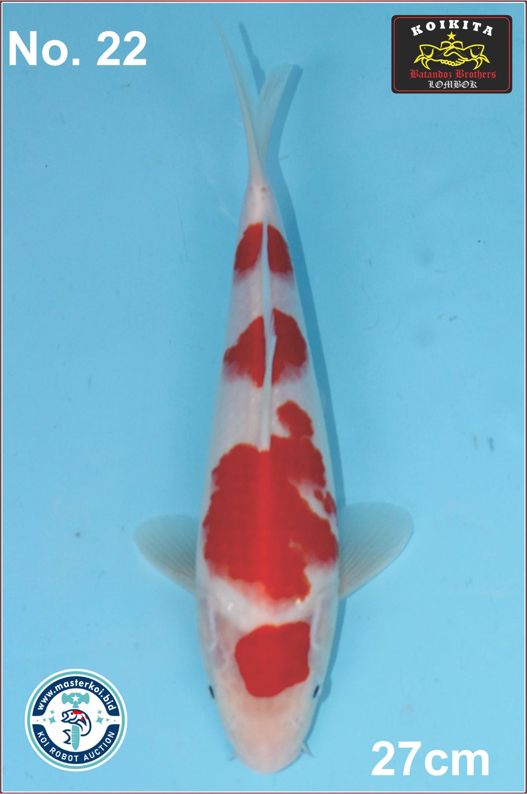 Lelang Koi Online, Jual Beli Ikan Koi, Pusat Jual Beli Koi, Info Lelang Koi Hari Ini, Platform Jual Beli Koi, Jual Beli Ikan Koi Online, Marketplace Ikan Koi, Jual Koi Terbaik, Tempat Beli Koi Berkualitas, Pasar Ikan Koi Online Terpercaya, Penjual Ikan Koi Terpercaya, Beli Koi Hias Online, Ikan Koi untuk Dijual, Koi Kualitas Terbaik, Toko Online Ikan Koi, Koi Hias Untuk Dijual, Jual Beli Ikan Koi Lokal, Koi Indonesia Online, Pusat Jual Beli Koi Terbesar