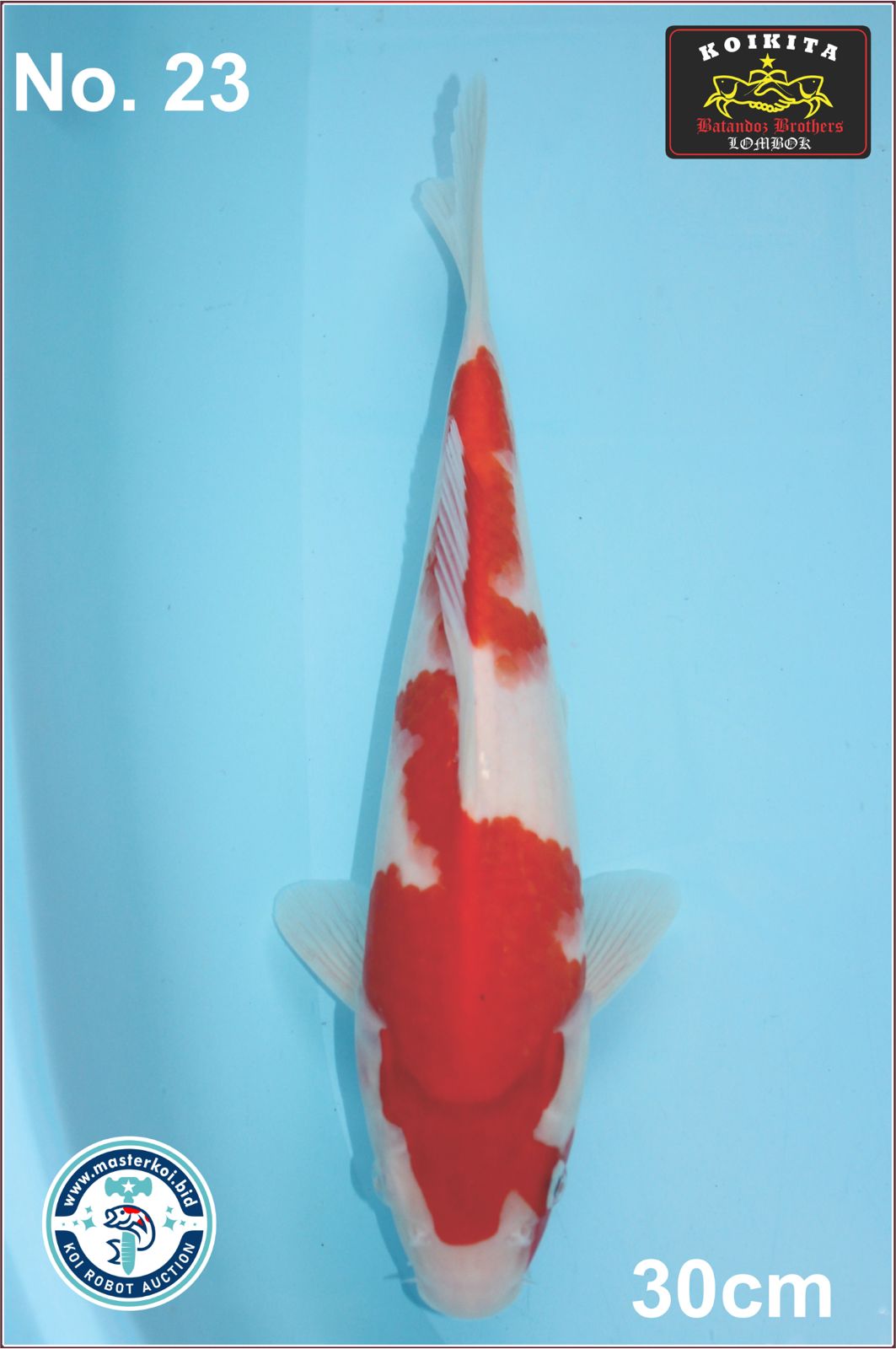 Lelang Koi Online, Jual Beli Ikan Koi, Pusat Jual Beli Koi, Info Lelang Koi Hari Ini, Platform Jual Beli Koi, Jual Beli Ikan Koi Online, Marketplace Ikan Koi, Jual Koi Terbaik, Tempat Beli Koi Berkualitas, Pasar Ikan Koi Online Terpercaya, Penjual Ikan Koi Terpercaya, Beli Koi Hias Online, Ikan Koi untuk Dijual, Koi Kualitas Terbaik, Toko Online Ikan Koi, Koi Hias Untuk Dijual, Jual Beli Ikan Koi Lokal, Koi Indonesia Online, Pusat Jual Beli Koi Terbesar