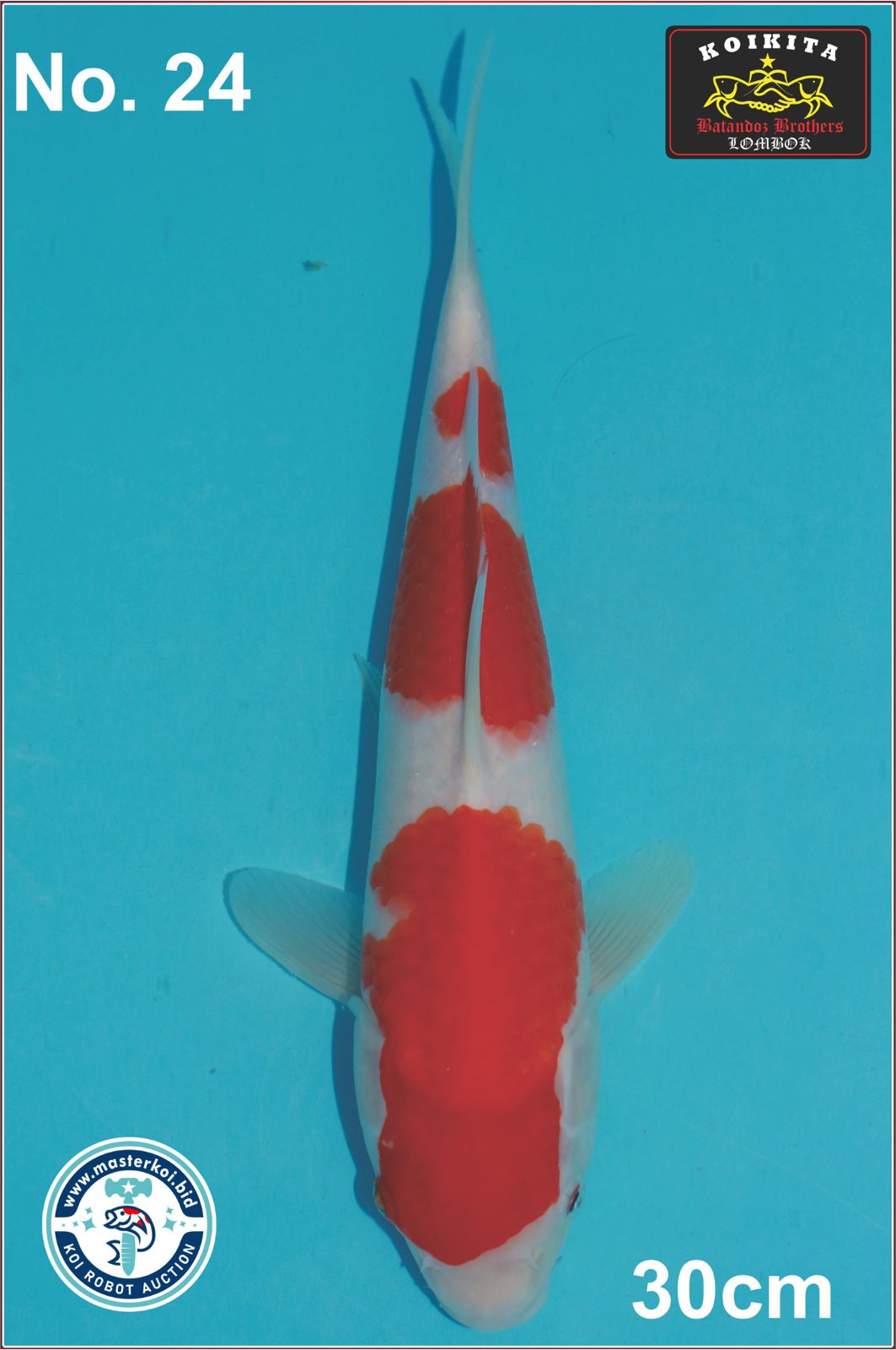Lelang Koi Online, Jual Beli Ikan Koi, Pusat Jual Beli Koi, Info Lelang Koi Hari Ini, Platform Jual Beli Koi, Jual Beli Ikan Koi Online, Marketplace Ikan Koi, Jual Koi Terbaik, Tempat Beli Koi Berkualitas, Pasar Ikan Koi Online Terpercaya, Penjual Ikan Koi Terpercaya, Beli Koi Hias Online, Ikan Koi untuk Dijual, Koi Kualitas Terbaik, Toko Online Ikan Koi, Koi Hias Untuk Dijual, Jual Beli Ikan Koi Lokal, Koi Indonesia Online, Pusat Jual Beli Koi Terbesar