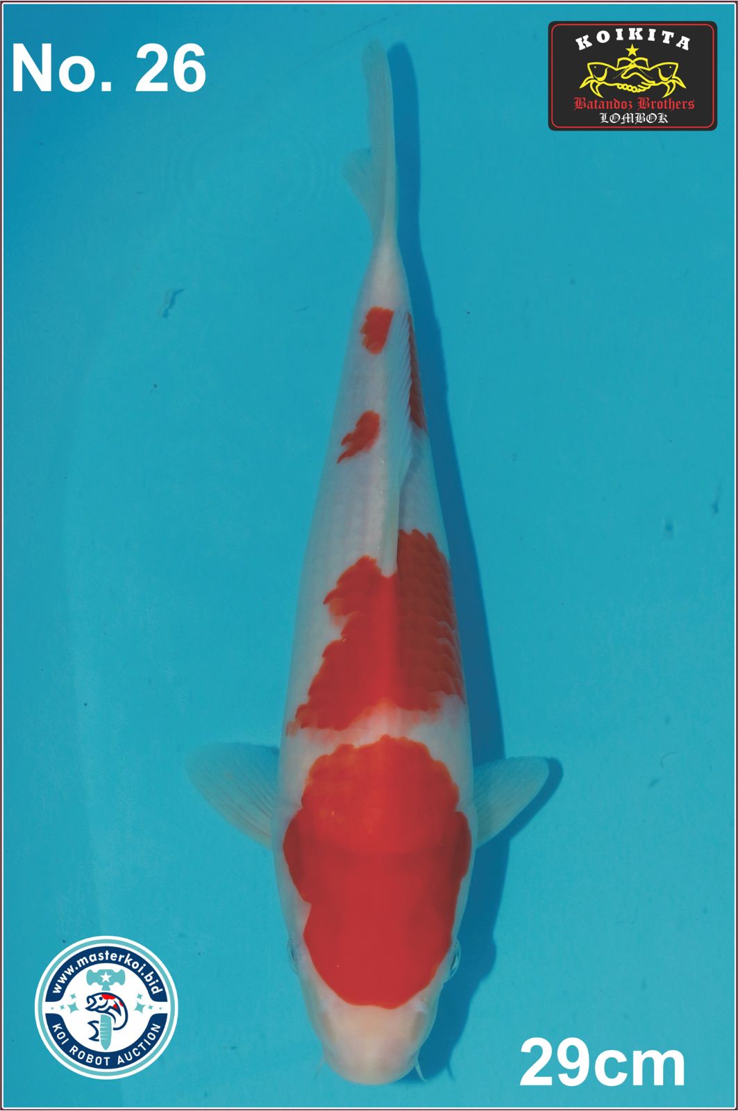 Lelang Koi Online, Jual Beli Ikan Koi, Pusat Jual Beli Koi, Info Lelang Koi Hari Ini, Platform Jual Beli Koi, Jual Beli Ikan Koi Online, Marketplace Ikan Koi, Jual Koi Terbaik, Tempat Beli Koi Berkualitas, Pasar Ikan Koi Online Terpercaya, Penjual Ikan Koi Terpercaya, Beli Koi Hias Online, Ikan Koi untuk Dijual, Koi Kualitas Terbaik, Toko Online Ikan Koi, Koi Hias Untuk Dijual, Jual Beli Ikan Koi Lokal, Koi Indonesia Online, Pusat Jual Beli Koi Terbesar