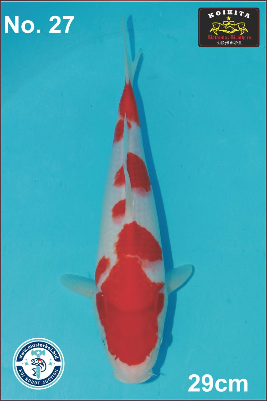 Lelang Koi Online, Jual Beli Ikan Koi, Pusat Jual Beli Koi, Info Lelang Koi Hari Ini, Platform Jual Beli Koi, Jual Beli Ikan Koi Online, Marketplace Ikan Koi, Jual Koi Terbaik, Tempat Beli Koi Berkualitas, Pasar Ikan Koi Online Terpercaya, Penjual Ikan Koi Terpercaya, Beli Koi Hias Online, Ikan Koi untuk Dijual, Koi Kualitas Terbaik, Toko Online Ikan Koi, Koi Hias Untuk Dijual, Jual Beli Ikan Koi Lokal, Koi Indonesia Online, Pusat Jual Beli Koi Terbesar