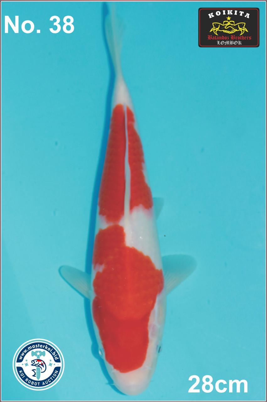 Lelang Koi Online, Jual Beli Ikan Koi, Pusat Jual Beli Koi, Info Lelang Koi Hari Ini, Platform Jual Beli Koi, Jual Beli Ikan Koi Online, Marketplace Ikan Koi, Jual Koi Terbaik, Tempat Beli Koi Berkualitas, Pasar Ikan Koi Online Terpercaya, Penjual Ikan Koi Terpercaya, Beli Koi Hias Online, Ikan Koi untuk Dijual, Koi Kualitas Terbaik, Toko Online Ikan Koi, Koi Hias Untuk Dijual, Jual Beli Ikan Koi Lokal, Koi Indonesia Online, Pusat Jual Beli Koi Terbesar