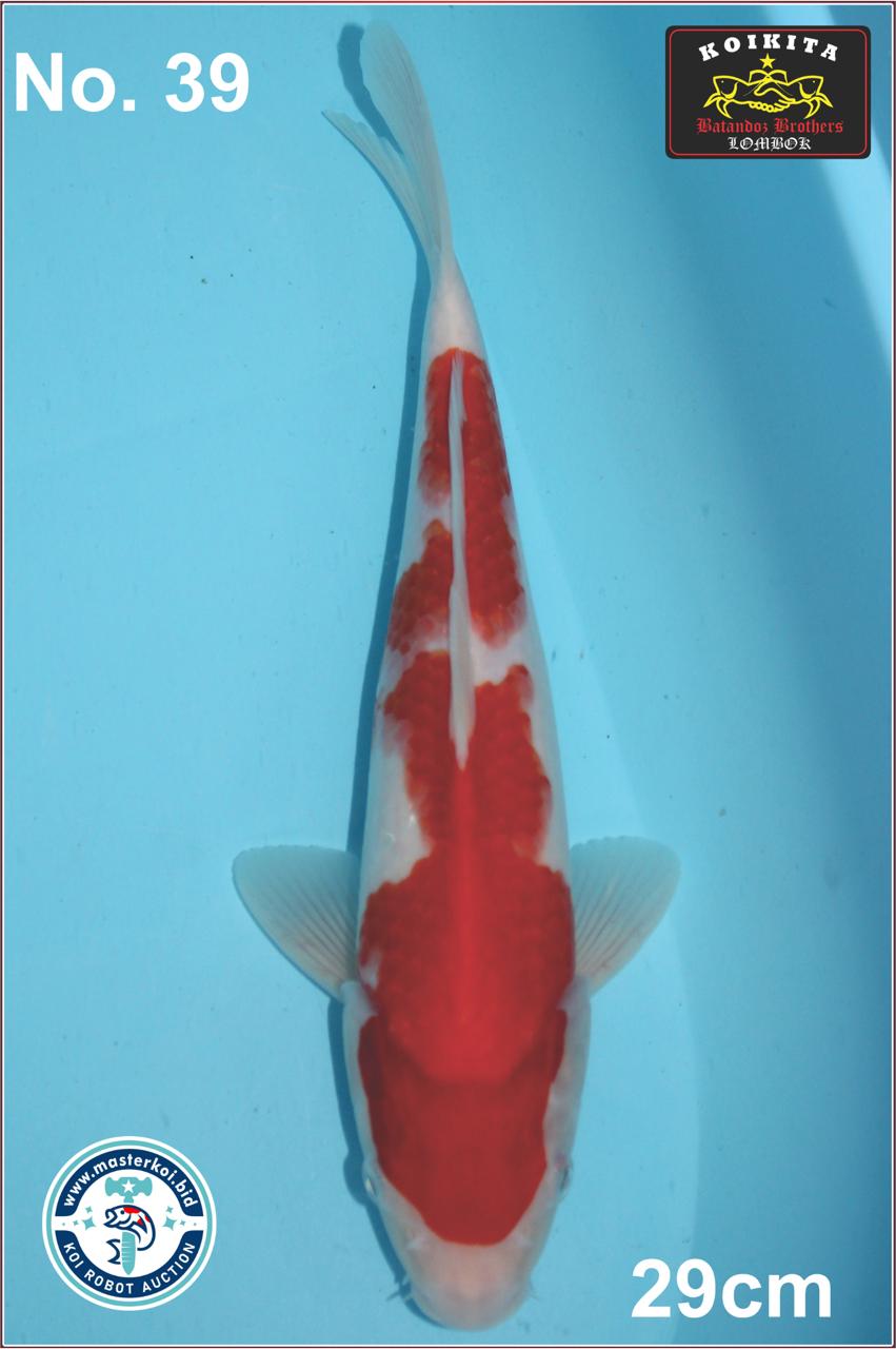 Lelang Koi Online, Jual Beli Ikan Koi, Pusat Jual Beli Koi, Info Lelang Koi Hari Ini, Platform Jual Beli Koi, Jual Beli Ikan Koi Online, Marketplace Ikan Koi, Jual Koi Terbaik, Tempat Beli Koi Berkualitas, Pasar Ikan Koi Online Terpercaya, Penjual Ikan Koi Terpercaya, Beli Koi Hias Online, Ikan Koi untuk Dijual, Koi Kualitas Terbaik, Toko Online Ikan Koi, Koi Hias Untuk Dijual, Jual Beli Ikan Koi Lokal, Koi Indonesia Online, Pusat Jual Beli Koi Terbesar