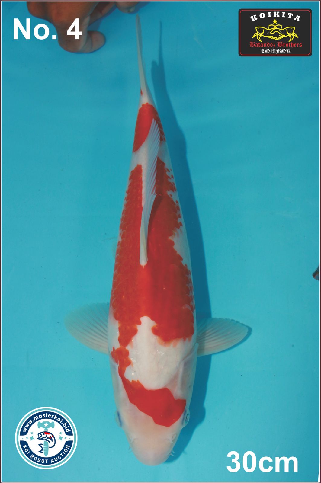 Lelang Koi Online, Jual Beli Ikan Koi, Pusat Jual Beli Koi, Info Lelang Koi Hari Ini, Platform Jual Beli Koi, Jual Beli Ikan Koi Online, Marketplace Ikan Koi, Jual Koi Terbaik, Tempat Beli Koi Berkualitas, Pasar Ikan Koi Online Terpercaya, Penjual Ikan Koi Terpercaya, Beli Koi Hias Online, Ikan Koi untuk Dijual, Koi Kualitas Terbaik, Toko Online Ikan Koi, Koi Hias Untuk Dijual, Jual Beli Ikan Koi Lokal, Koi Indonesia Online, Pusat Jual Beli Koi Terbesar