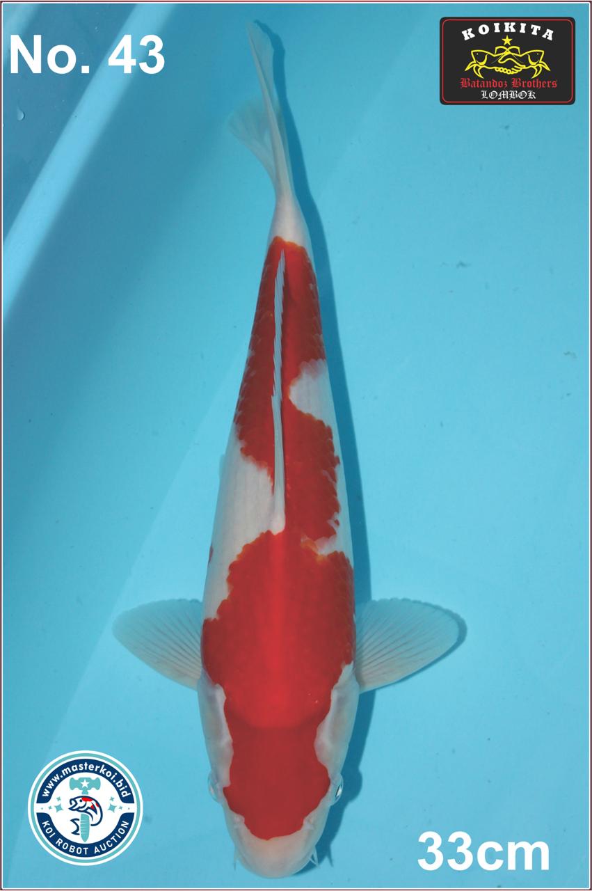 Lelang Koi Online, Jual Beli Ikan Koi, Pusat Jual Beli Koi, Info Lelang Koi Hari Ini, Platform Jual Beli Koi, Jual Beli Ikan Koi Online, Marketplace Ikan Koi, Jual Koi Terbaik, Tempat Beli Koi Berkualitas, Pasar Ikan Koi Online Terpercaya, Penjual Ikan Koi Terpercaya, Beli Koi Hias Online, Ikan Koi untuk Dijual, Koi Kualitas Terbaik, Toko Online Ikan Koi, Koi Hias Untuk Dijual, Jual Beli Ikan Koi Lokal, Koi Indonesia Online, Pusat Jual Beli Koi Terbesar