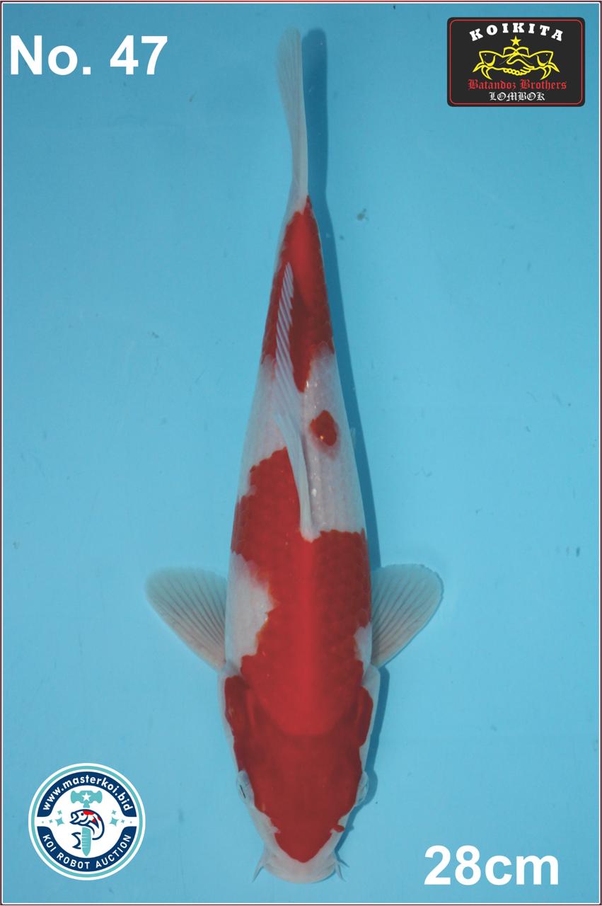 Lelang Koi Online, Jual Beli Ikan Koi, Pusat Jual Beli Koi, Info Lelang Koi Hari Ini, Platform Jual Beli Koi, Jual Beli Ikan Koi Online, Marketplace Ikan Koi, Jual Koi Terbaik, Tempat Beli Koi Berkualitas, Pasar Ikan Koi Online Terpercaya, Penjual Ikan Koi Terpercaya, Beli Koi Hias Online, Ikan Koi untuk Dijual, Koi Kualitas Terbaik, Toko Online Ikan Koi, Koi Hias Untuk Dijual, Jual Beli Ikan Koi Lokal, Koi Indonesia Online, Pusat Jual Beli Koi Terbesar