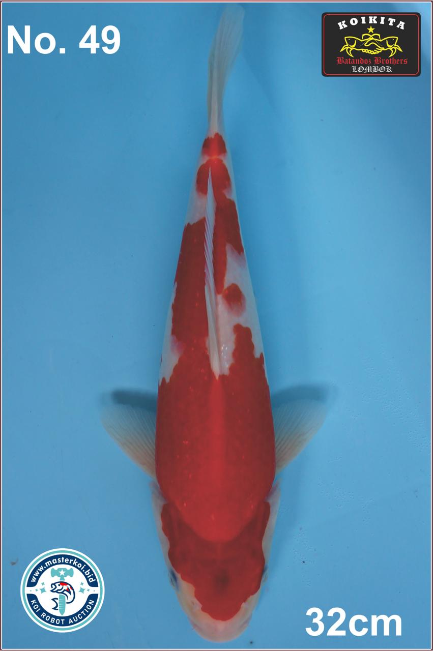 Lelang Koi Online, Jual Beli Ikan Koi, Pusat Jual Beli Koi, Info Lelang Koi Hari Ini, Platform Jual Beli Koi, Jual Beli Ikan Koi Online, Marketplace Ikan Koi, Jual Koi Terbaik, Tempat Beli Koi Berkualitas, Pasar Ikan Koi Online Terpercaya, Penjual Ikan Koi Terpercaya, Beli Koi Hias Online, Ikan Koi untuk Dijual, Koi Kualitas Terbaik, Toko Online Ikan Koi, Koi Hias Untuk Dijual, Jual Beli Ikan Koi Lokal, Koi Indonesia Online, Pusat Jual Beli Koi Terbesar