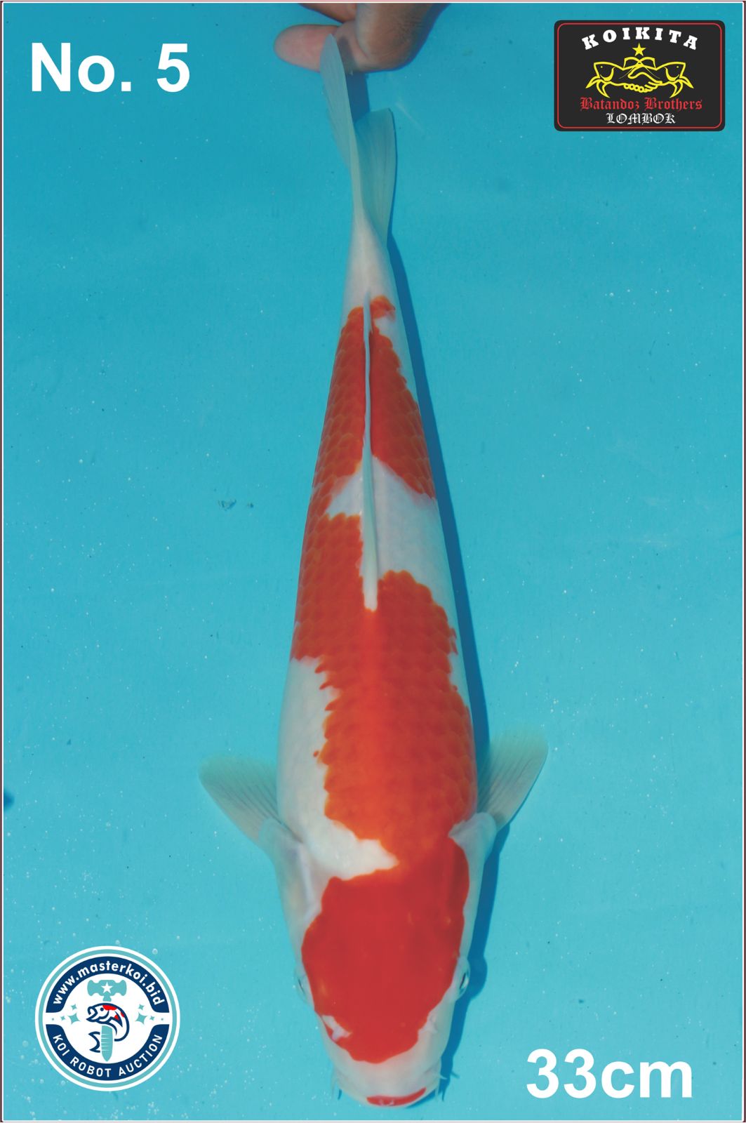 Lelang Koi Online, Jual Beli Ikan Koi, Pusat Jual Beli Koi, Info Lelang Koi Hari Ini, Platform Jual Beli Koi, Jual Beli Ikan Koi Online, Marketplace Ikan Koi, Jual Koi Terbaik, Tempat Beli Koi Berkualitas, Pasar Ikan Koi Online Terpercaya, Penjual Ikan Koi Terpercaya, Beli Koi Hias Online, Ikan Koi untuk Dijual, Koi Kualitas Terbaik, Toko Online Ikan Koi, Koi Hias Untuk Dijual, Jual Beli Ikan Koi Lokal, Koi Indonesia Online, Pusat Jual Beli Koi Terbesar