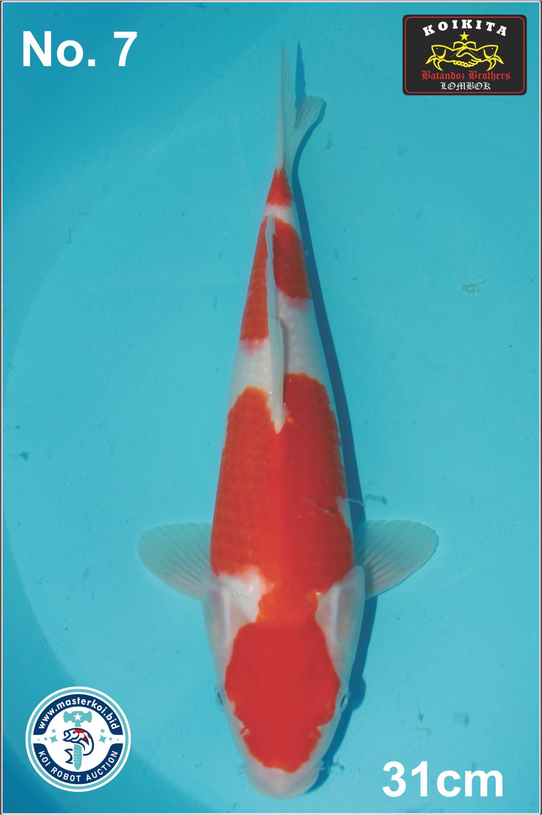Lelang Koi Online, Jual Beli Ikan Koi, Pusat Jual Beli Koi, Info Lelang Koi Hari Ini, Platform Jual Beli Koi, Jual Beli Ikan Koi Online, Marketplace Ikan Koi, Jual Koi Terbaik, Tempat Beli Koi Berkualitas, Pasar Ikan Koi Online Terpercaya, Penjual Ikan Koi Terpercaya, Beli Koi Hias Online, Ikan Koi untuk Dijual, Koi Kualitas Terbaik, Toko Online Ikan Koi, Koi Hias Untuk Dijual, Jual Beli Ikan Koi Lokal, Koi Indonesia Online, Pusat Jual Beli Koi Terbesar