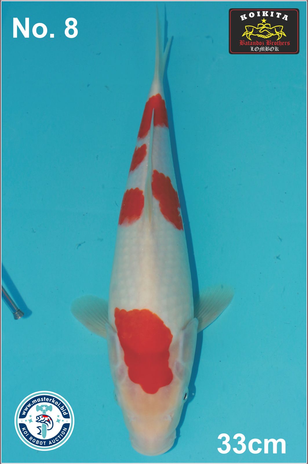 Lelang Koi Online, Jual Beli Ikan Koi, Pusat Jual Beli Koi, Info Lelang Koi Hari Ini, Platform Jual Beli Koi, Jual Beli Ikan Koi Online, Marketplace Ikan Koi, Jual Koi Terbaik, Tempat Beli Koi Berkualitas, Pasar Ikan Koi Online Terpercaya, Penjual Ikan Koi Terpercaya, Beli Koi Hias Online, Ikan Koi untuk Dijual, Koi Kualitas Terbaik, Toko Online Ikan Koi, Koi Hias Untuk Dijual, Jual Beli Ikan Koi Lokal, Koi Indonesia Online, Pusat Jual Beli Koi Terbesar