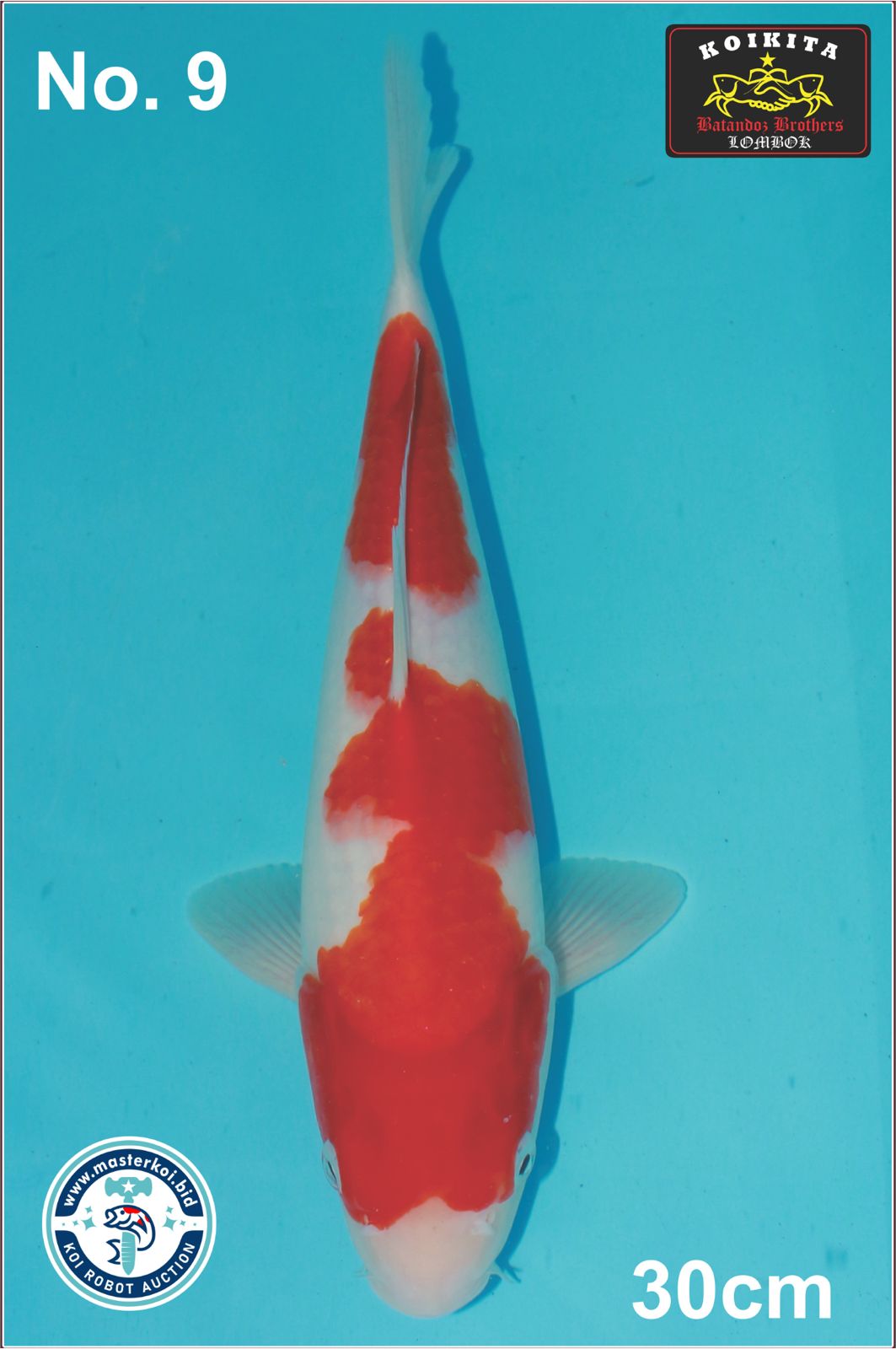 Lelang Koi Online, Jual Beli Ikan Koi, Pusat Jual Beli Koi, Info Lelang Koi Hari Ini, Platform Jual Beli Koi, Jual Beli Ikan Koi Online, Marketplace Ikan Koi, Jual Koi Terbaik, Tempat Beli Koi Berkualitas, Pasar Ikan Koi Online Terpercaya, Penjual Ikan Koi Terpercaya, Beli Koi Hias Online, Ikan Koi untuk Dijual, Koi Kualitas Terbaik, Toko Online Ikan Koi, Koi Hias Untuk Dijual, Jual Beli Ikan Koi Lokal, Koi Indonesia Online, Pusat Jual Beli Koi Terbesar