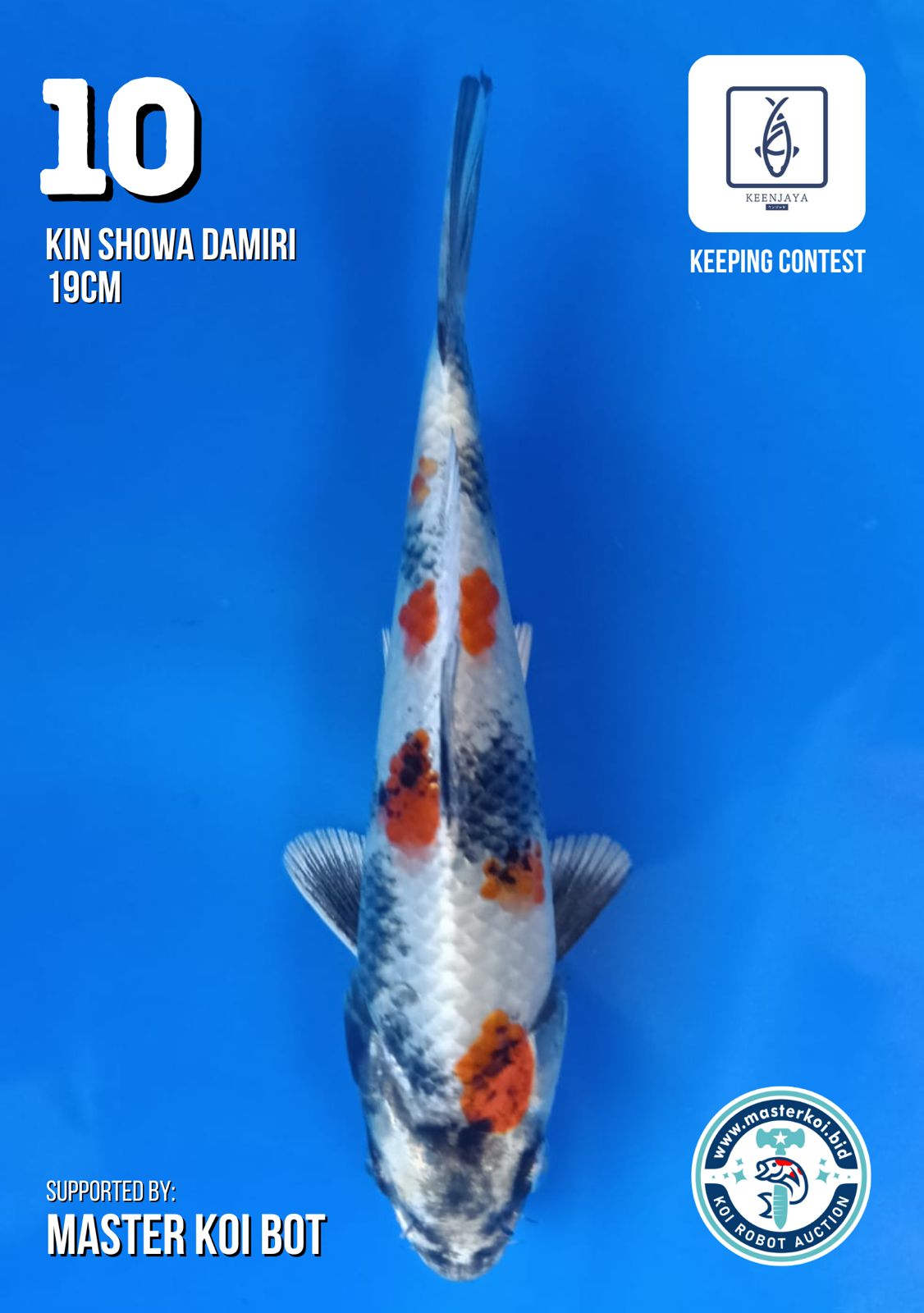 Lelang Koi Online, Jual Beli Ikan Koi, Pusat Jual Beli Koi, Info Lelang Koi Hari Ini, Platform Jual Beli Koi, Jual Beli Ikan Koi Online, Marketplace Ikan Koi, Jual Koi Terbaik, Tempat Beli Koi Berkualitas, Pasar Ikan Koi Online Terpercaya, Penjual Ikan Koi Terpercaya, Beli Koi Hias Online, Ikan Koi untuk Dijual, Koi Kualitas Terbaik, Toko Online Ikan Koi, Koi Hias Untuk Dijual, Jual Beli Ikan Koi Lokal, Koi Indonesia Online, Pusat Jual Beli Koi Terbesar